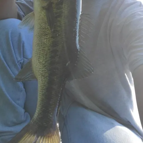 angler catch