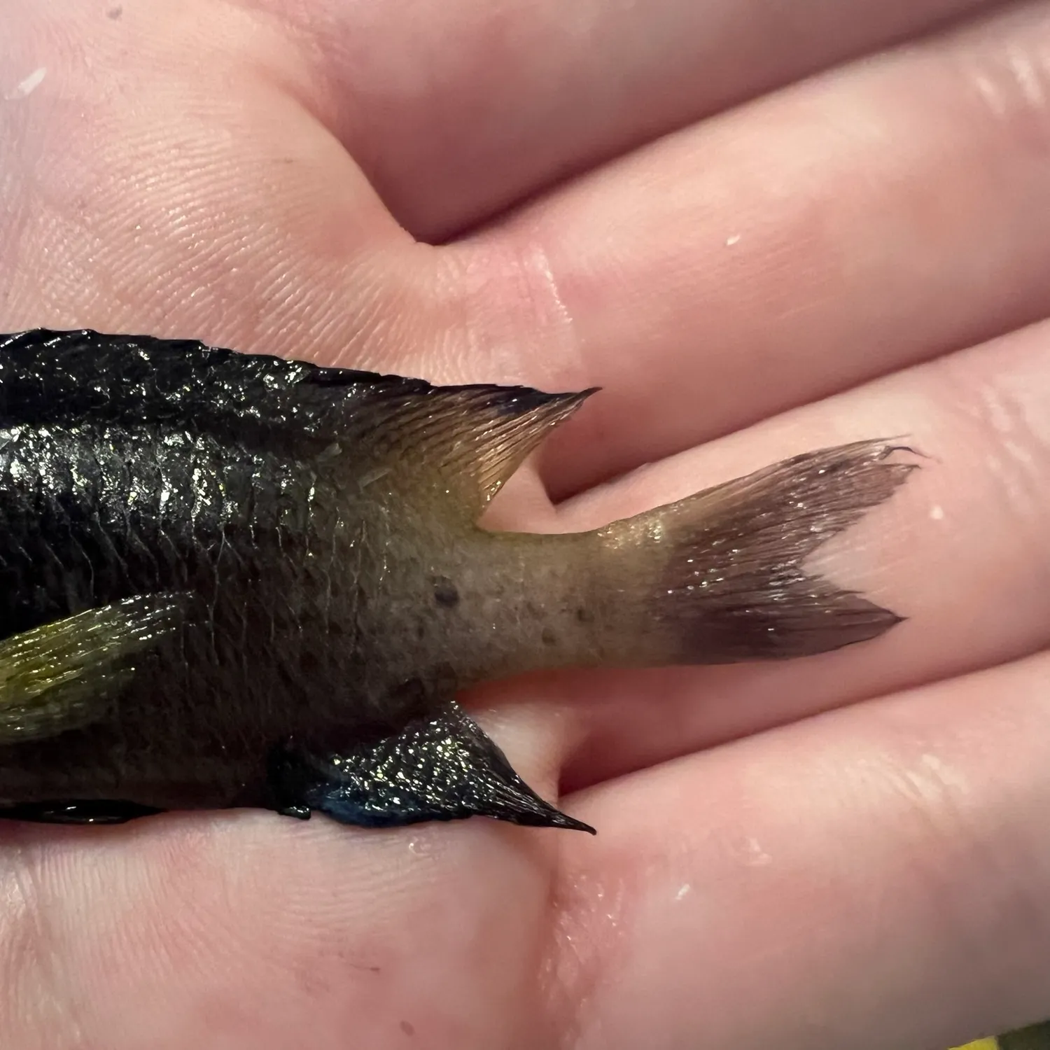 The most recent Bicolor damselfish catches on Fishbrain