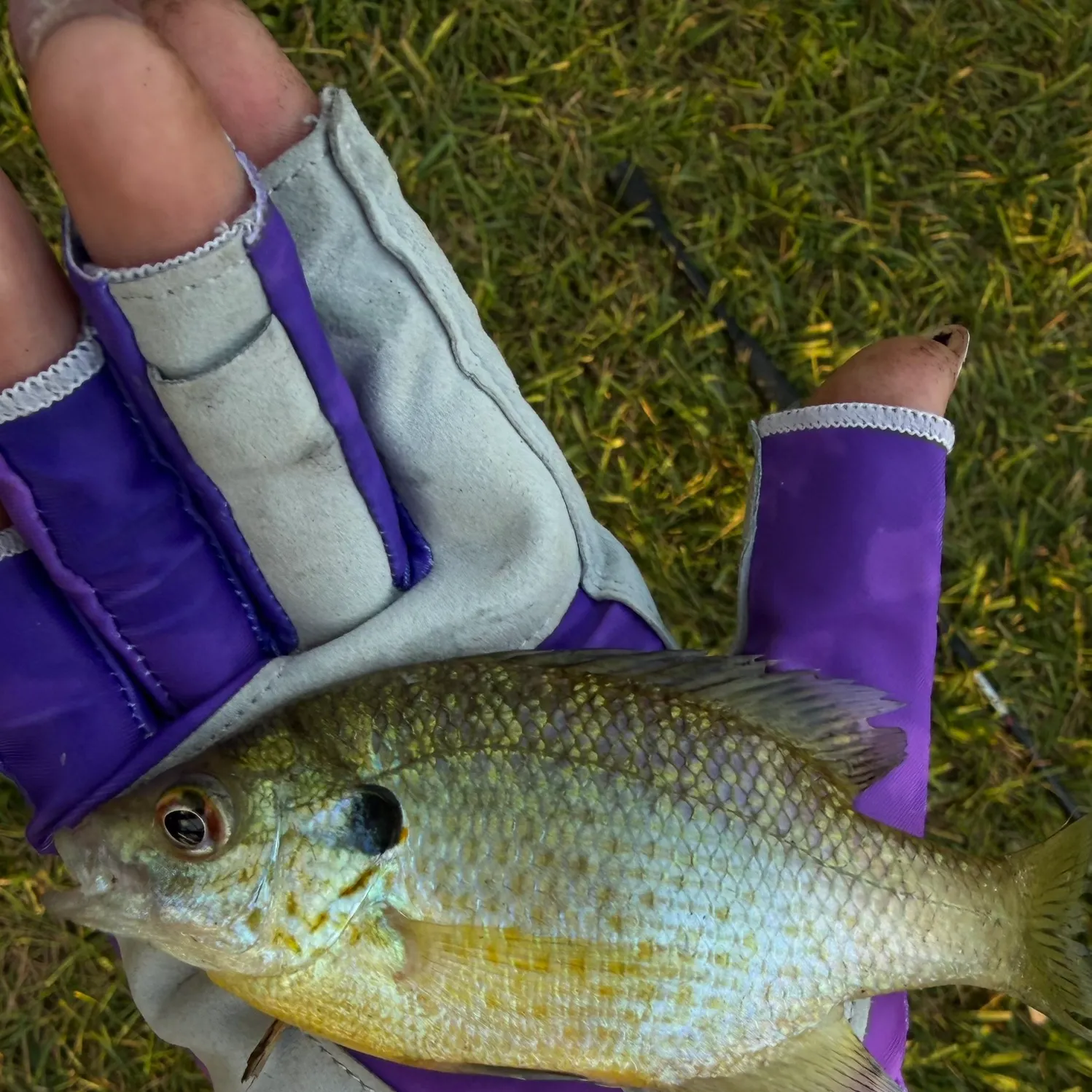 Bluegill caught on Fishbrain