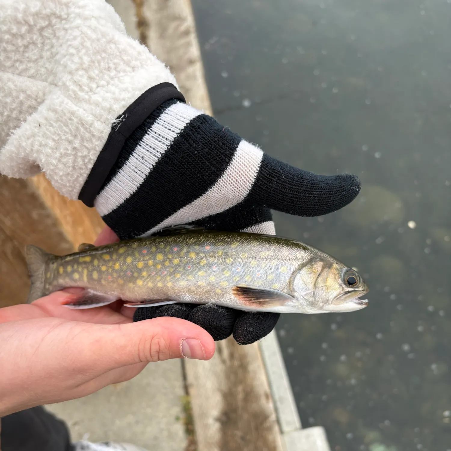 Brook trout caught on Fishbrain