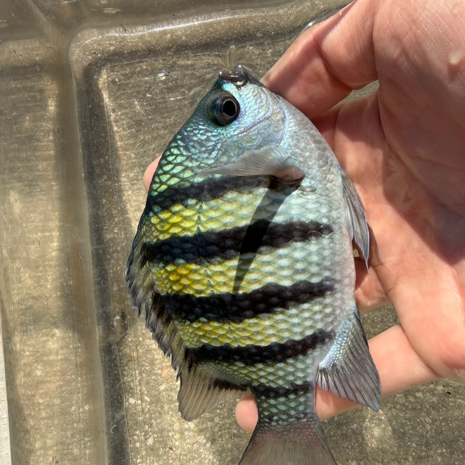 The most recent Sergeant-major catches on Fishbrain