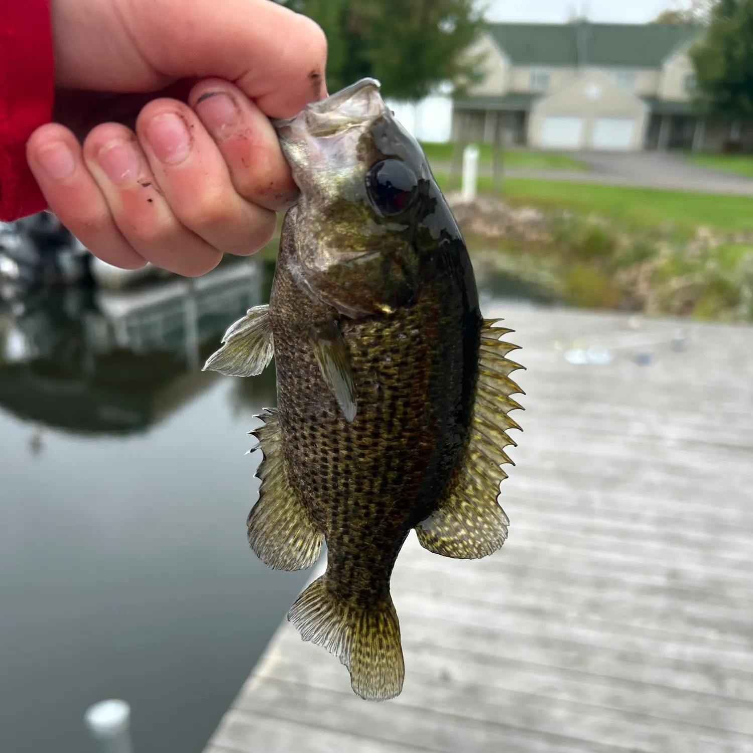 catch