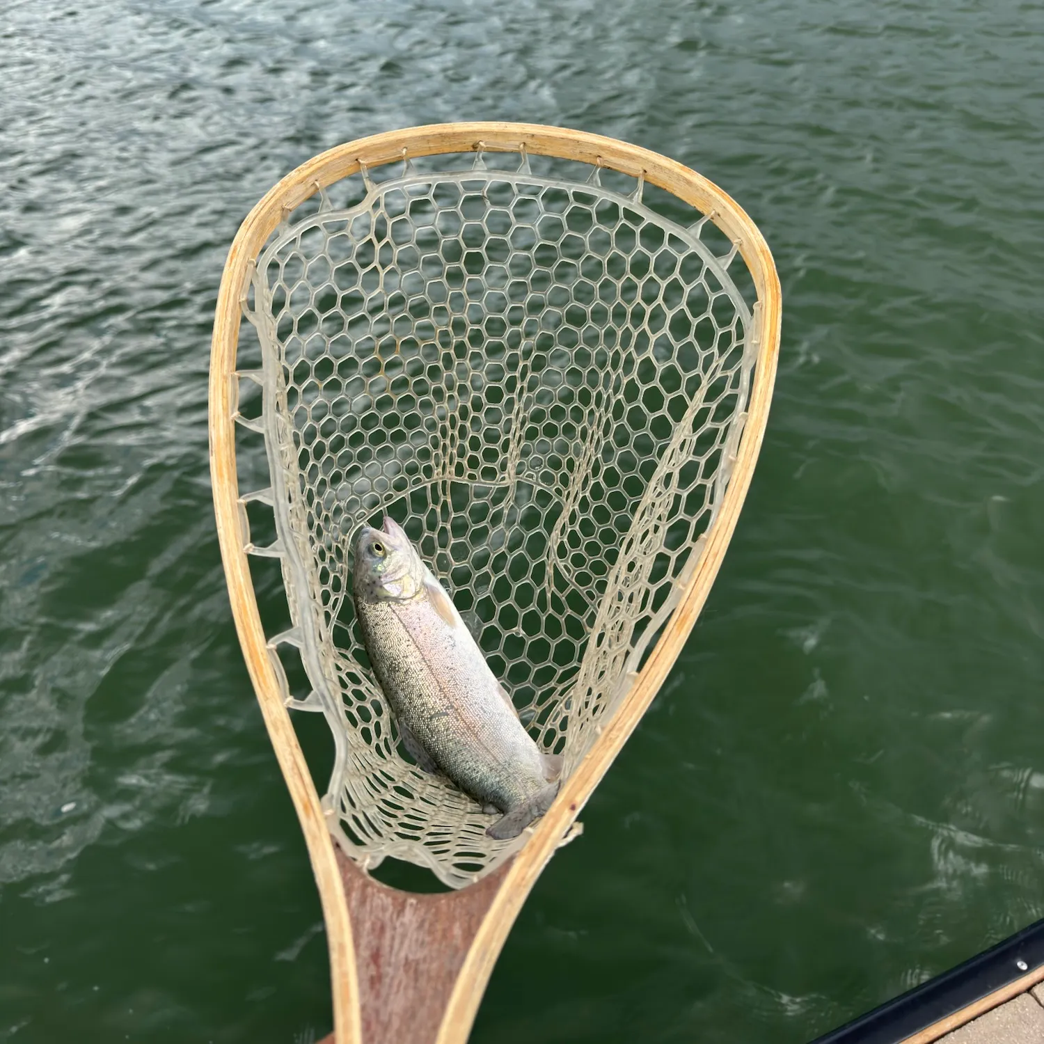 Rainbow trout caught on Fishbrain