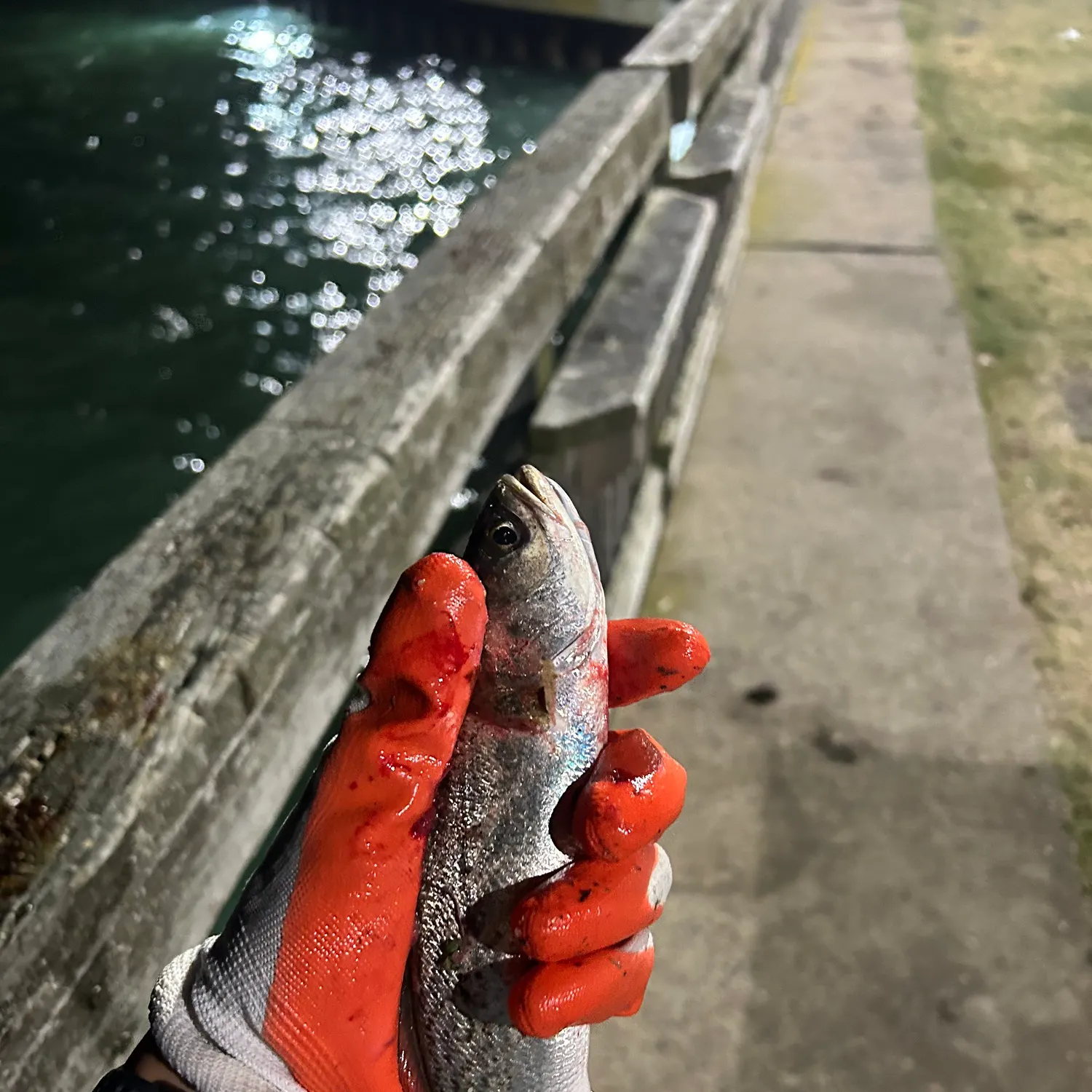The most recent Gray weakfish catches on Fishbrain