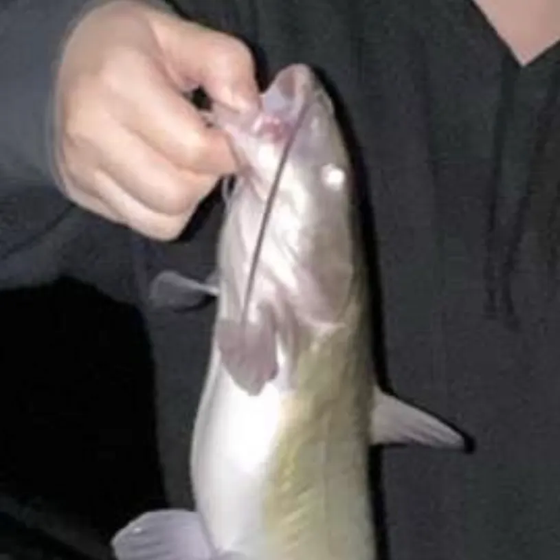 Channel catfish caught on Fishbrain