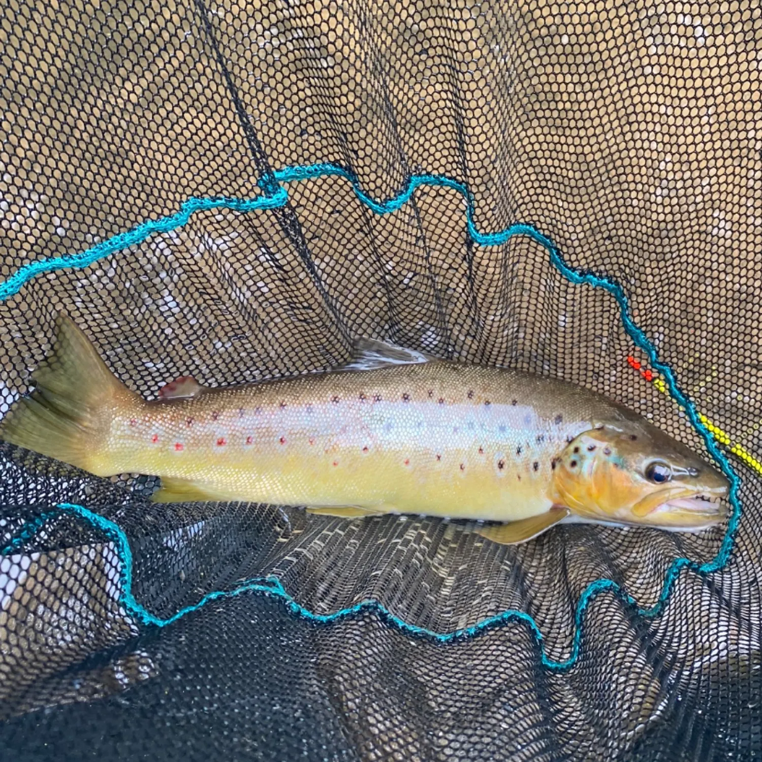 angler catch