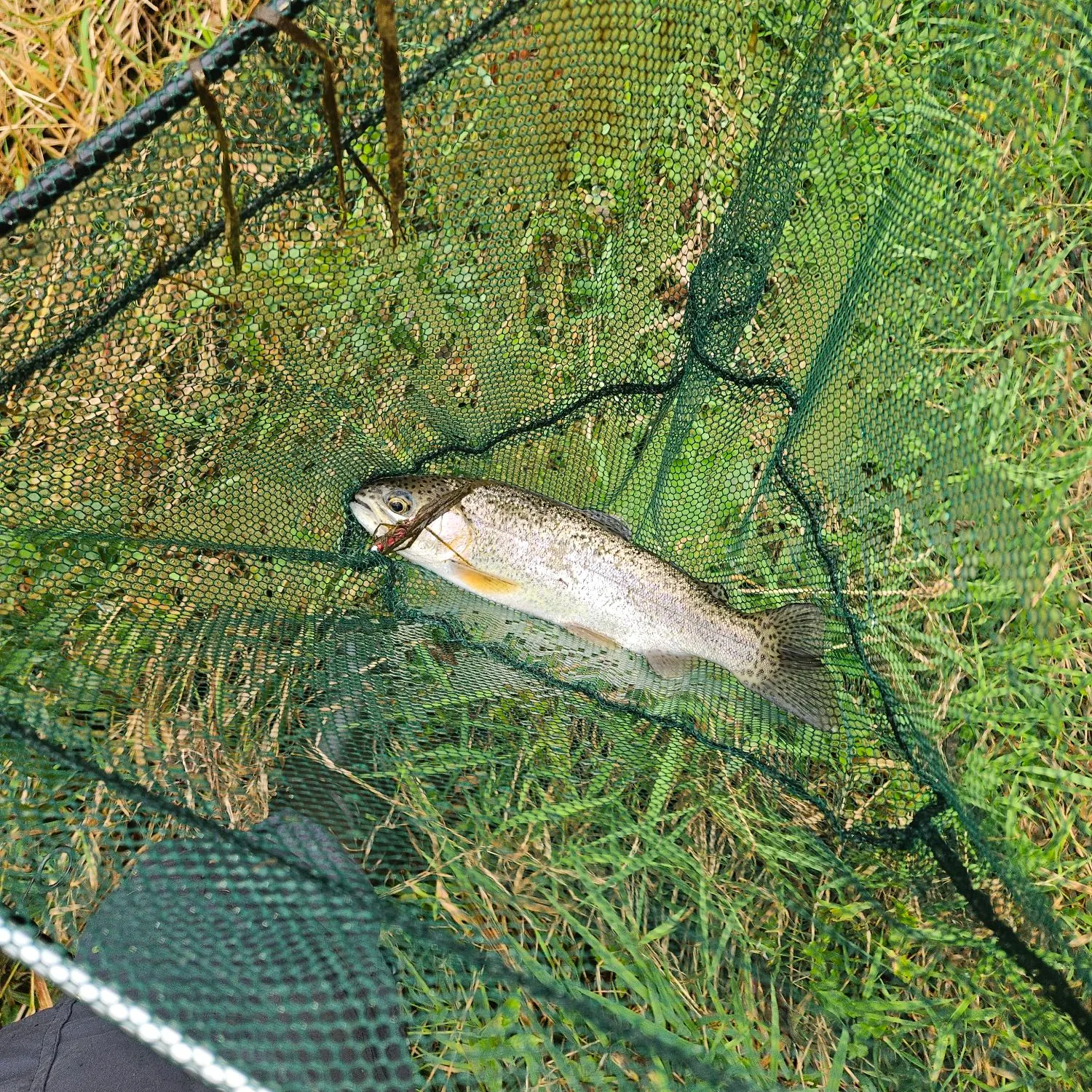 Rainbow trout caught on Fishbrain