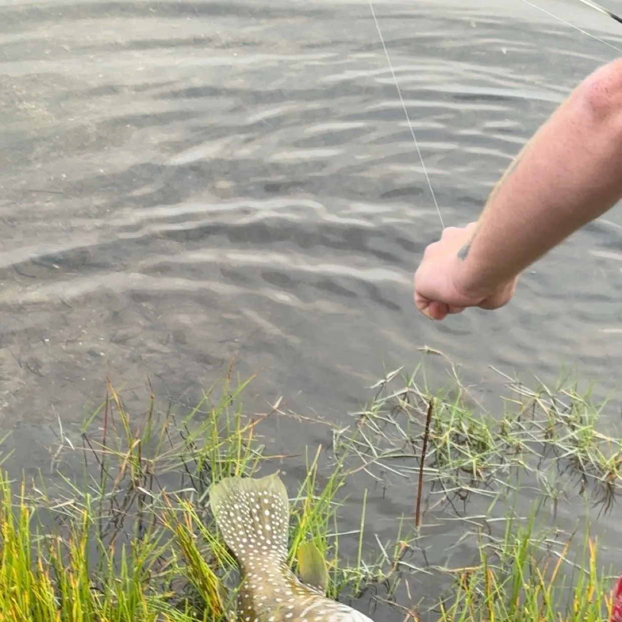 The most recent Reticulated pufferfish catches on Fishbrain