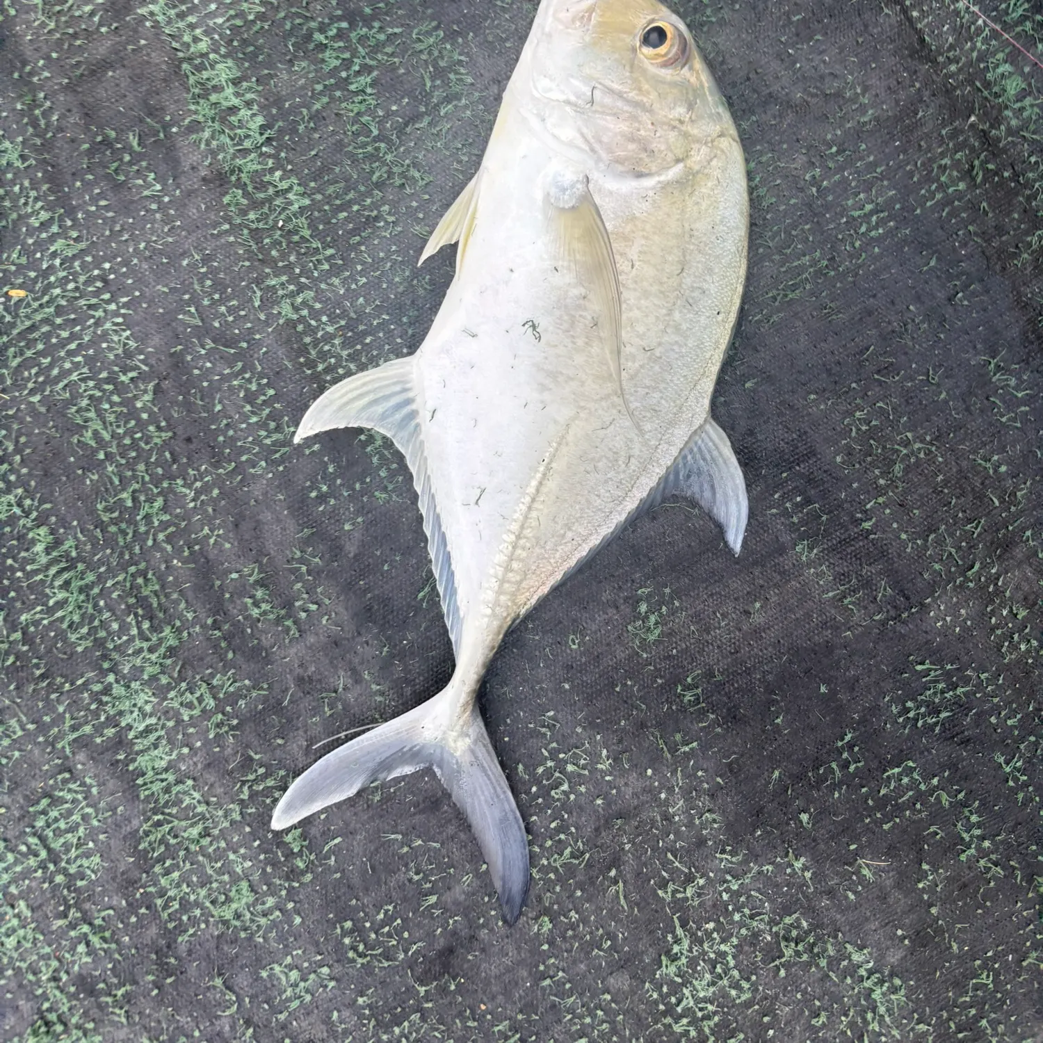 The most recent Giant trevally catches on Fishbrain