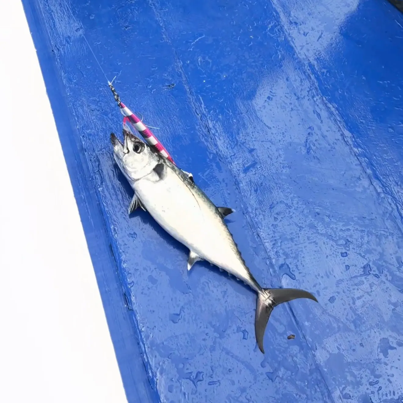 The most recent Dogtooth tuna catches on Fishbrain