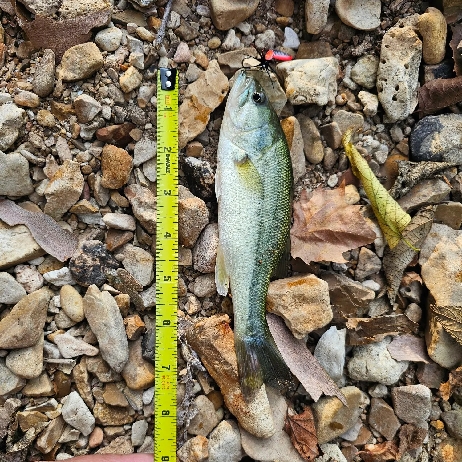 Largemouth bass caught on Fishbrain