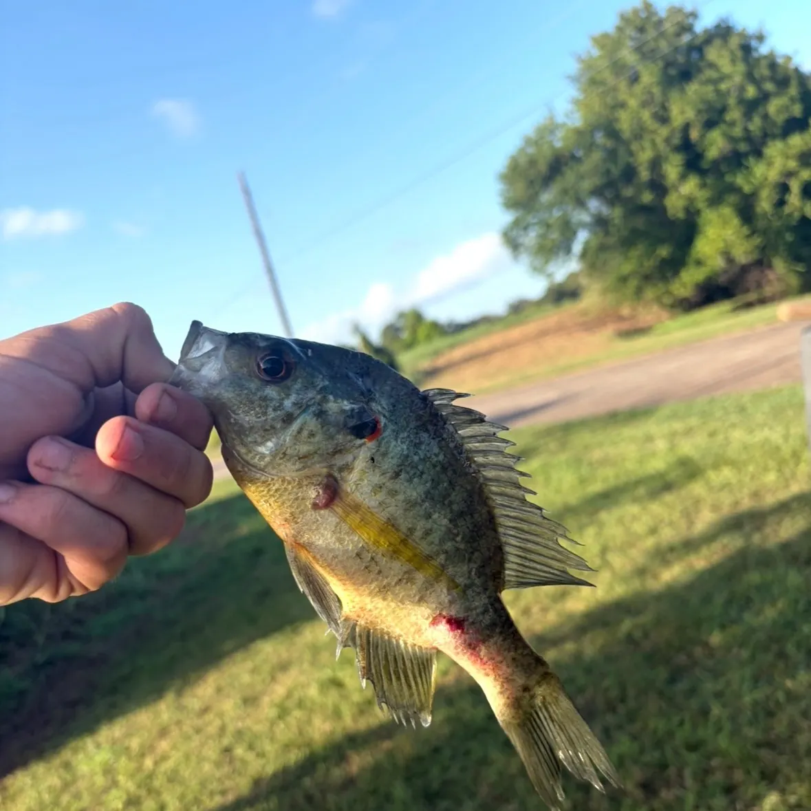 Redear sunfish caught on Fishbrain