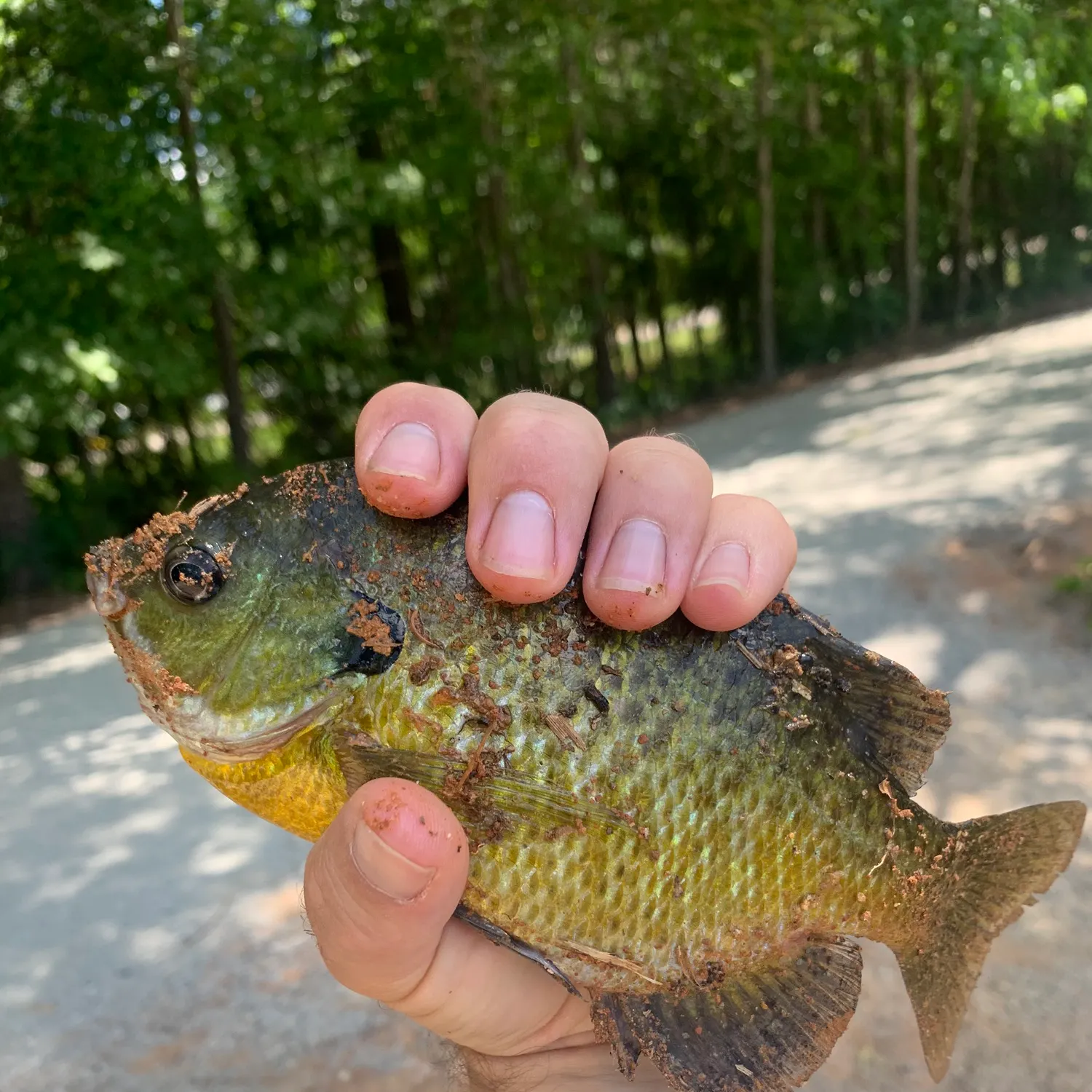 catch