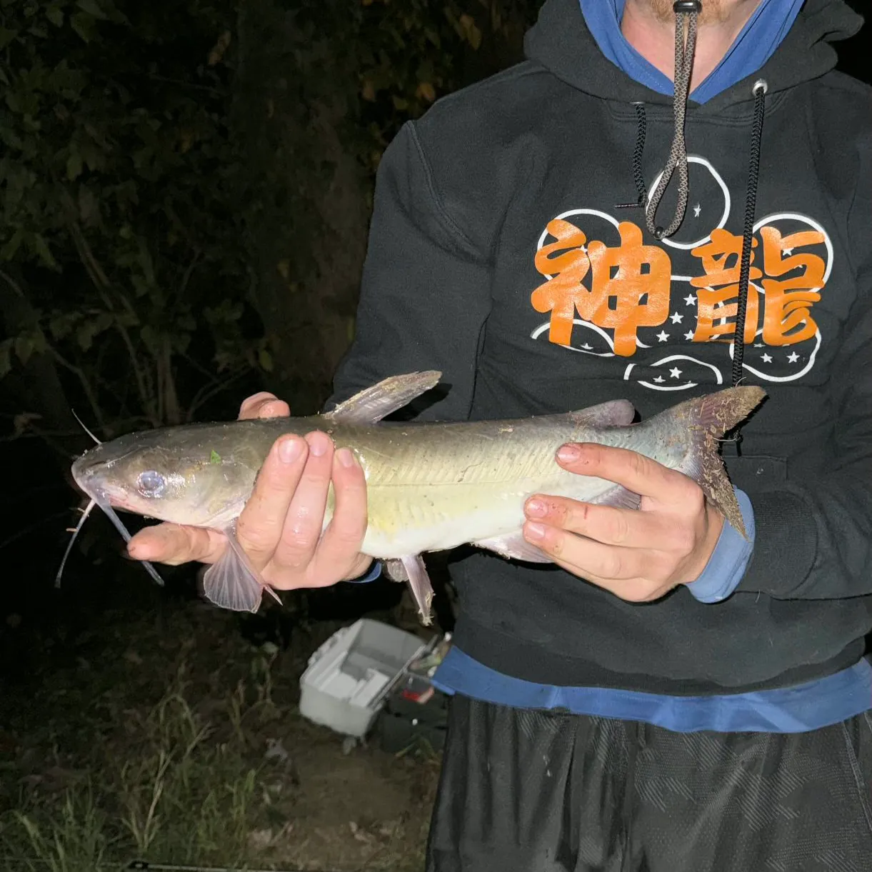 Channel catfish caught on Fishbrain