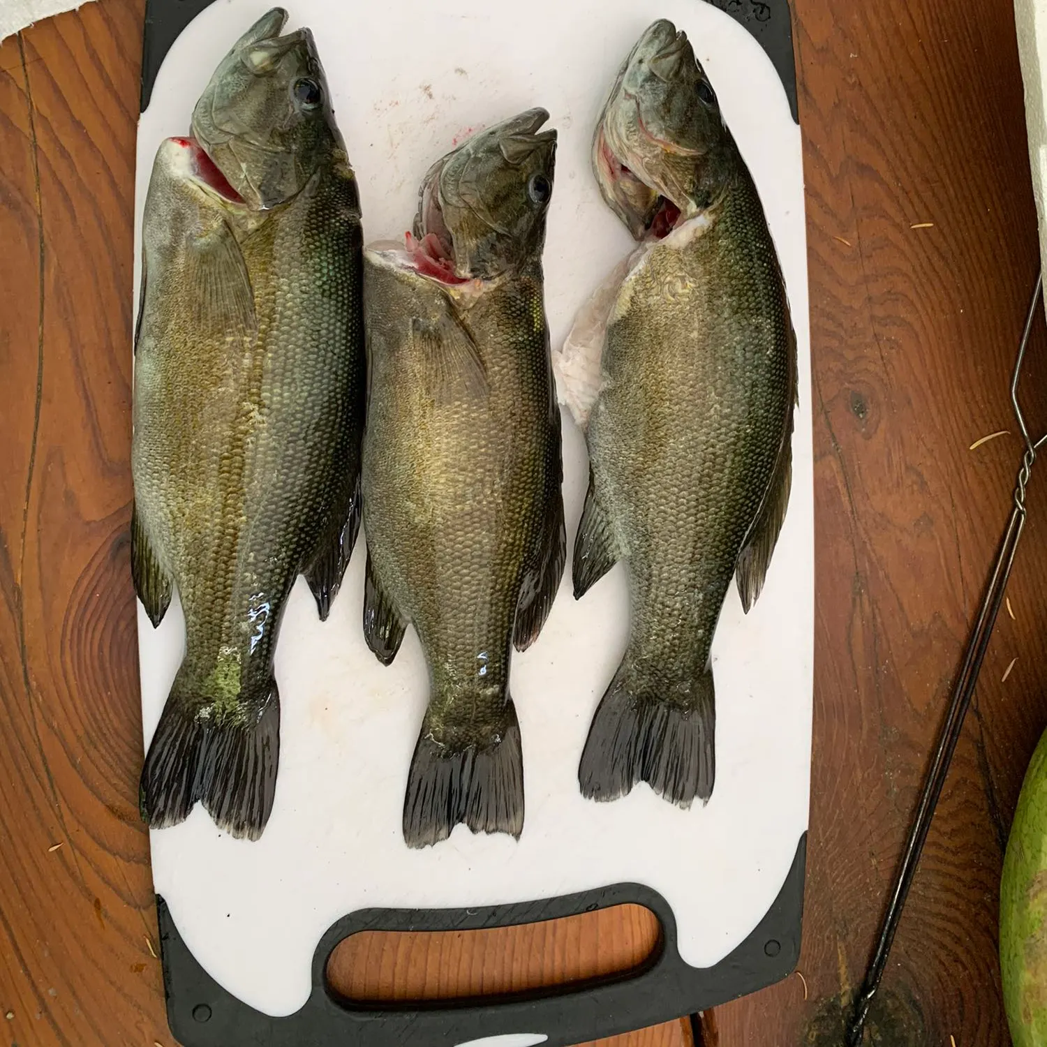 recently logged catches