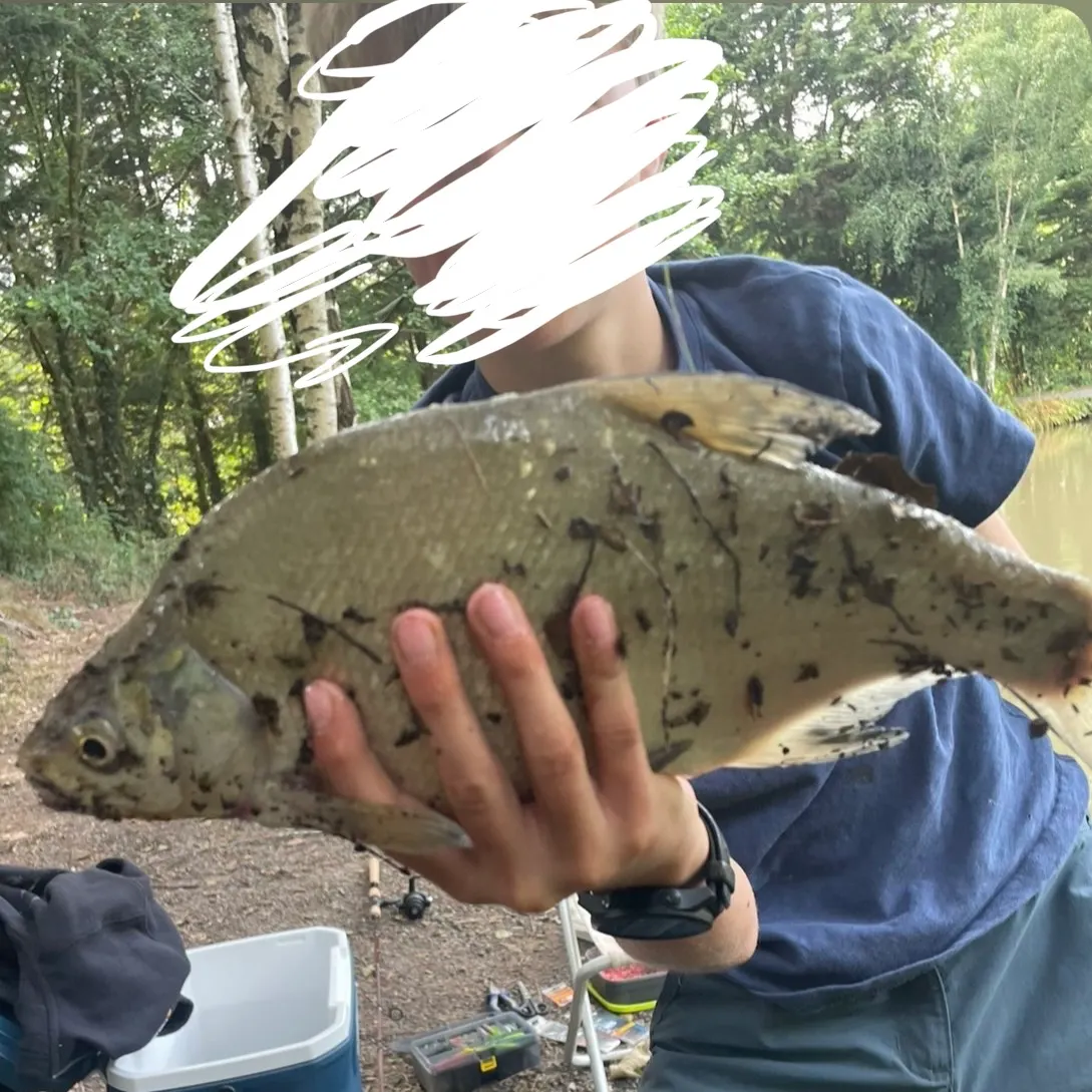 Common bream caught on Fishbrain