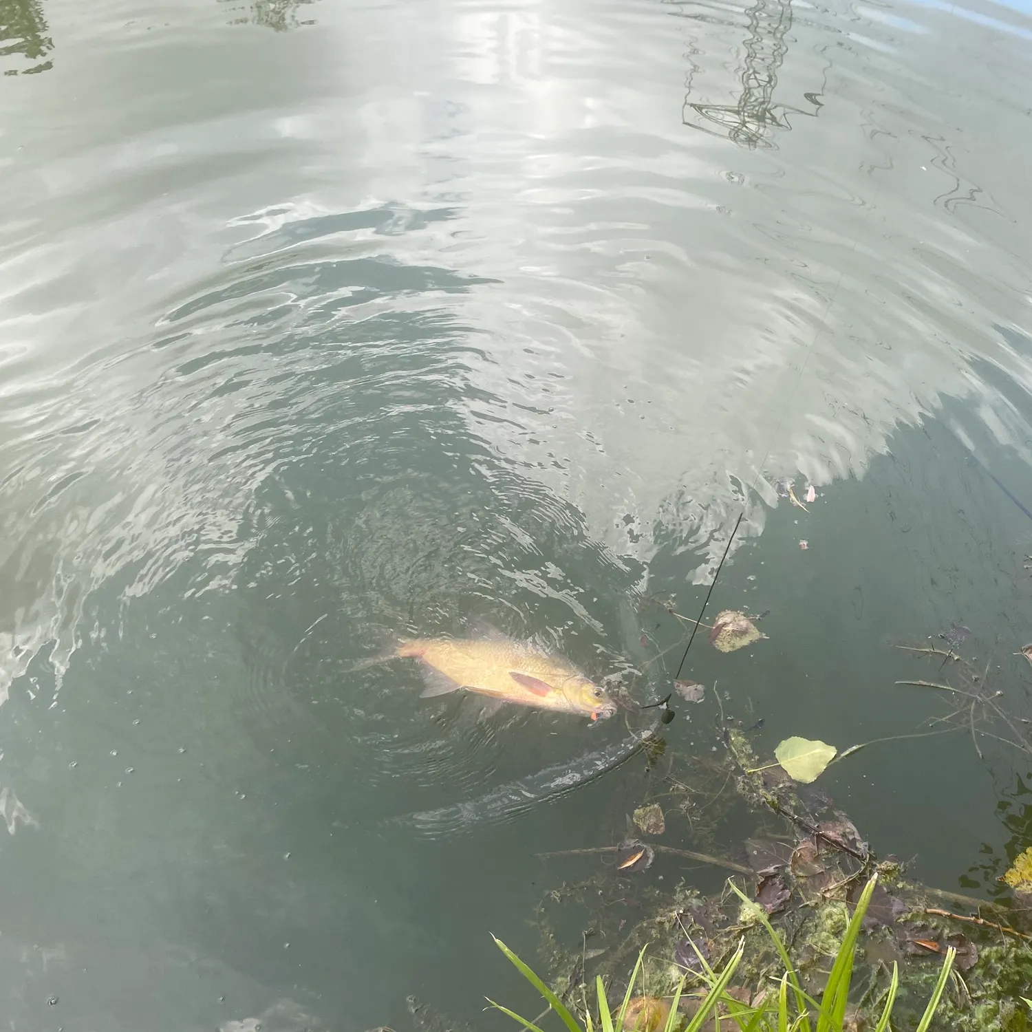 Fish caught on Fishbrain