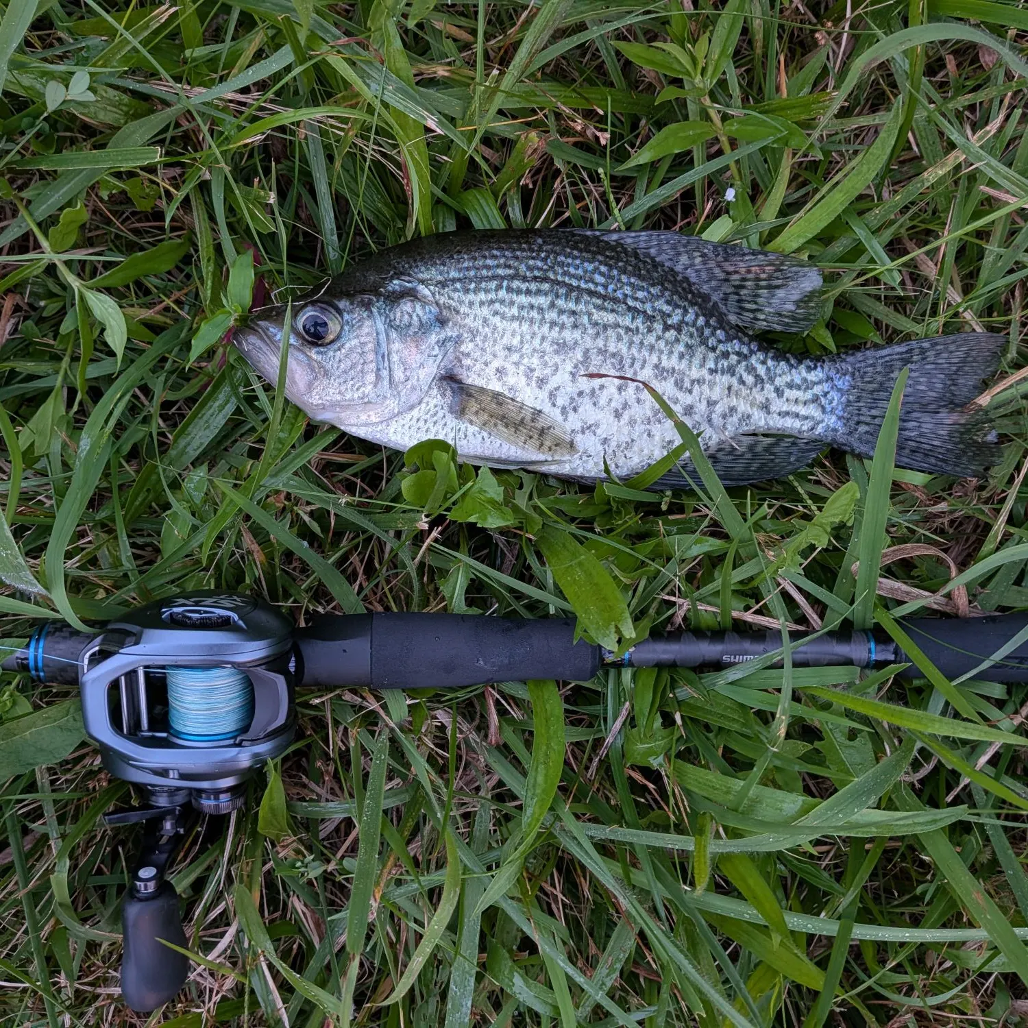 Black crappie caught on Fishbrain