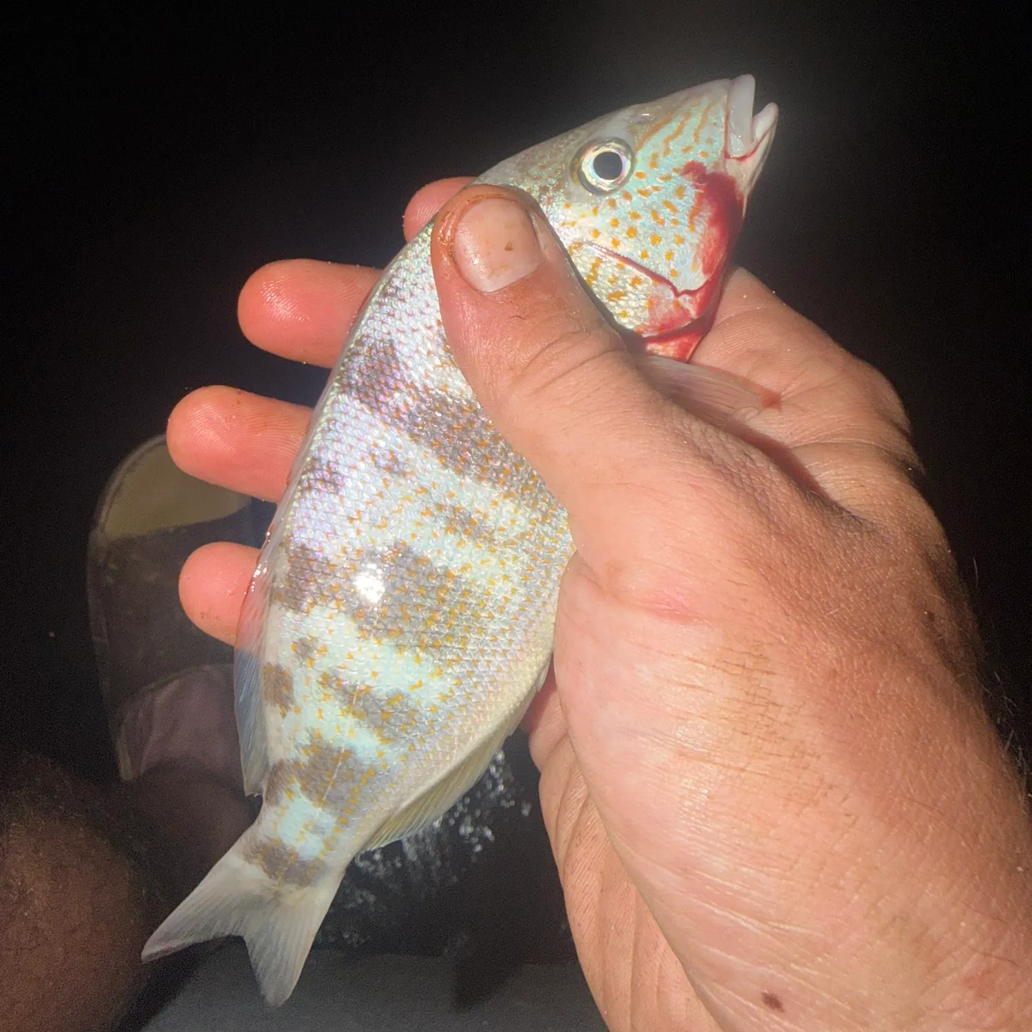 The most recent Pinfish catches on Fishbrain
