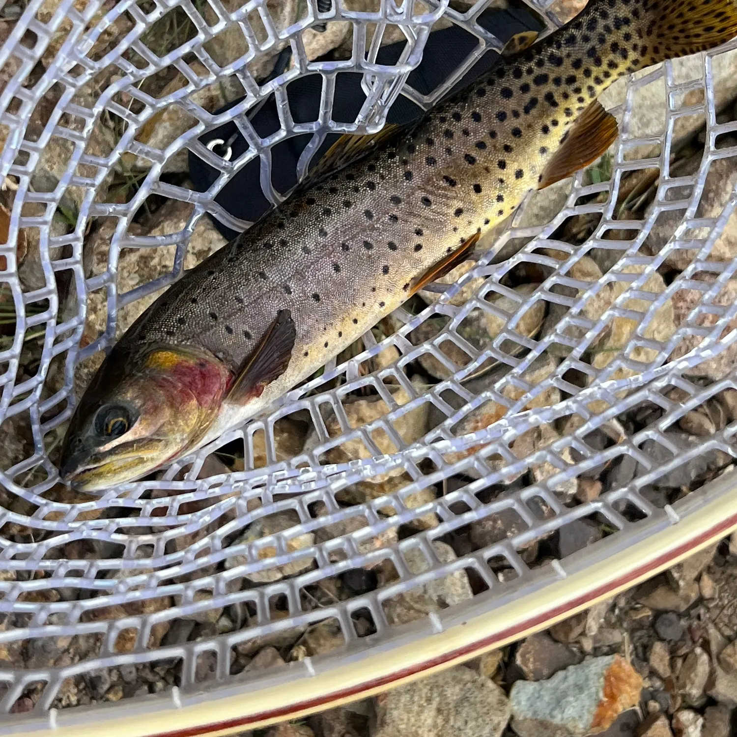 Cutthroat trout caught on Fishbrain