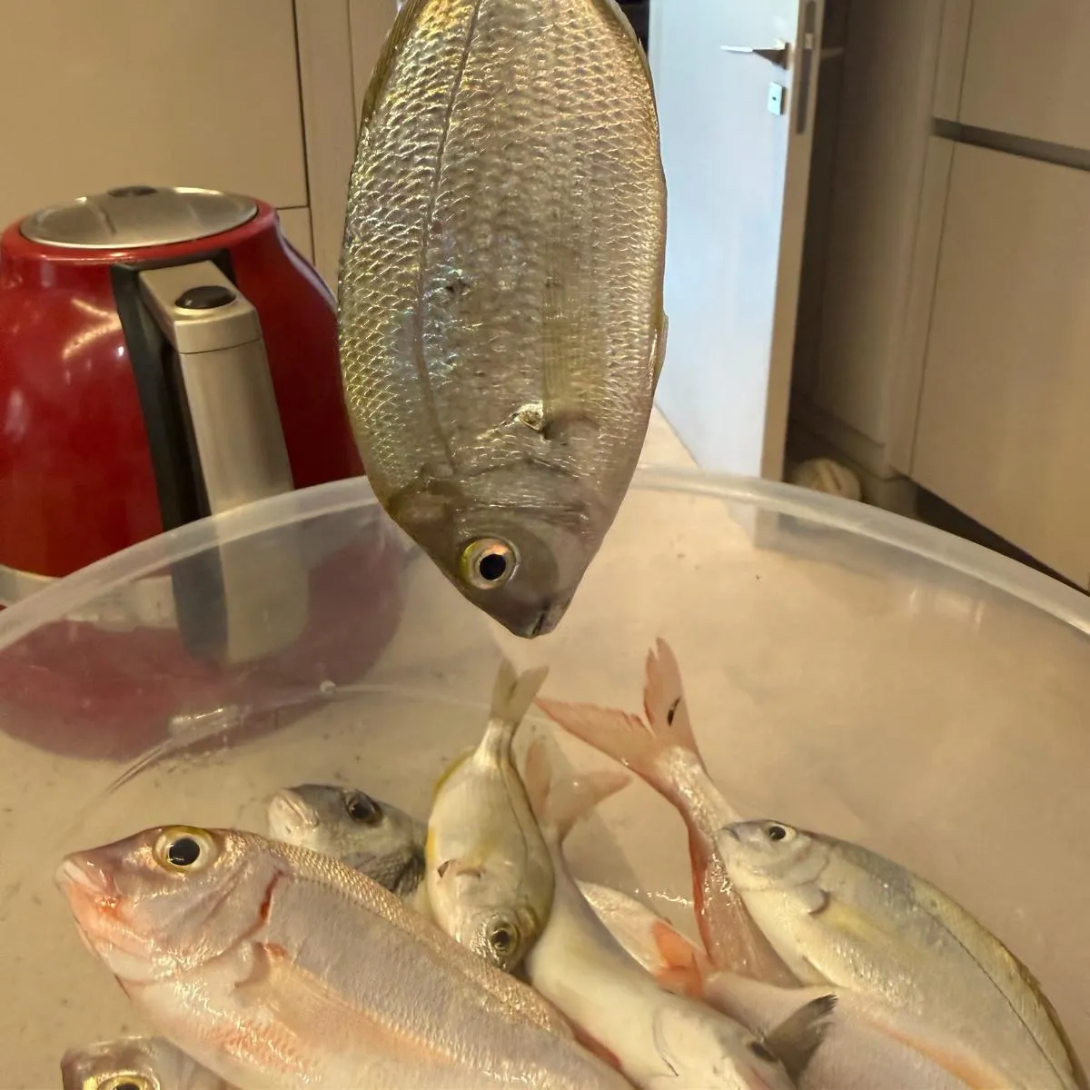 The most recent Annular seabream catches on Fishbrain
