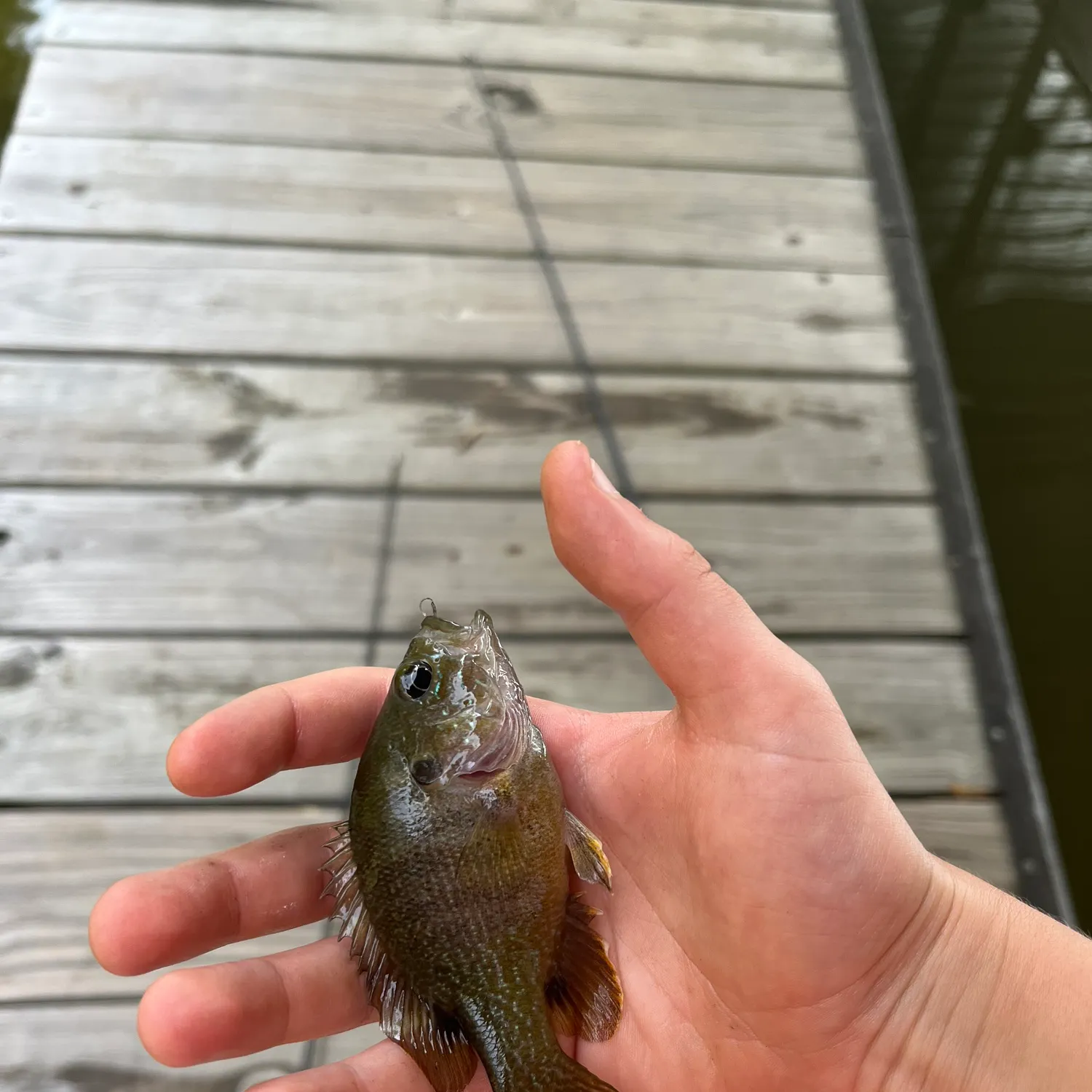 The most recent Green sunfish catches on Fishbrain