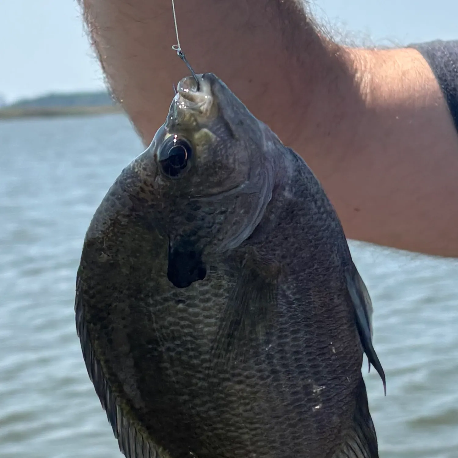 Bluegill caught on Fishbrain