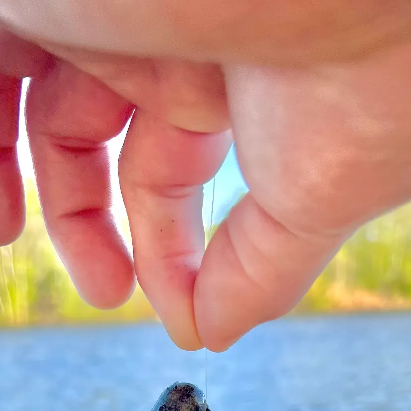 The most recent Zebra mussel catches on Fishbrain