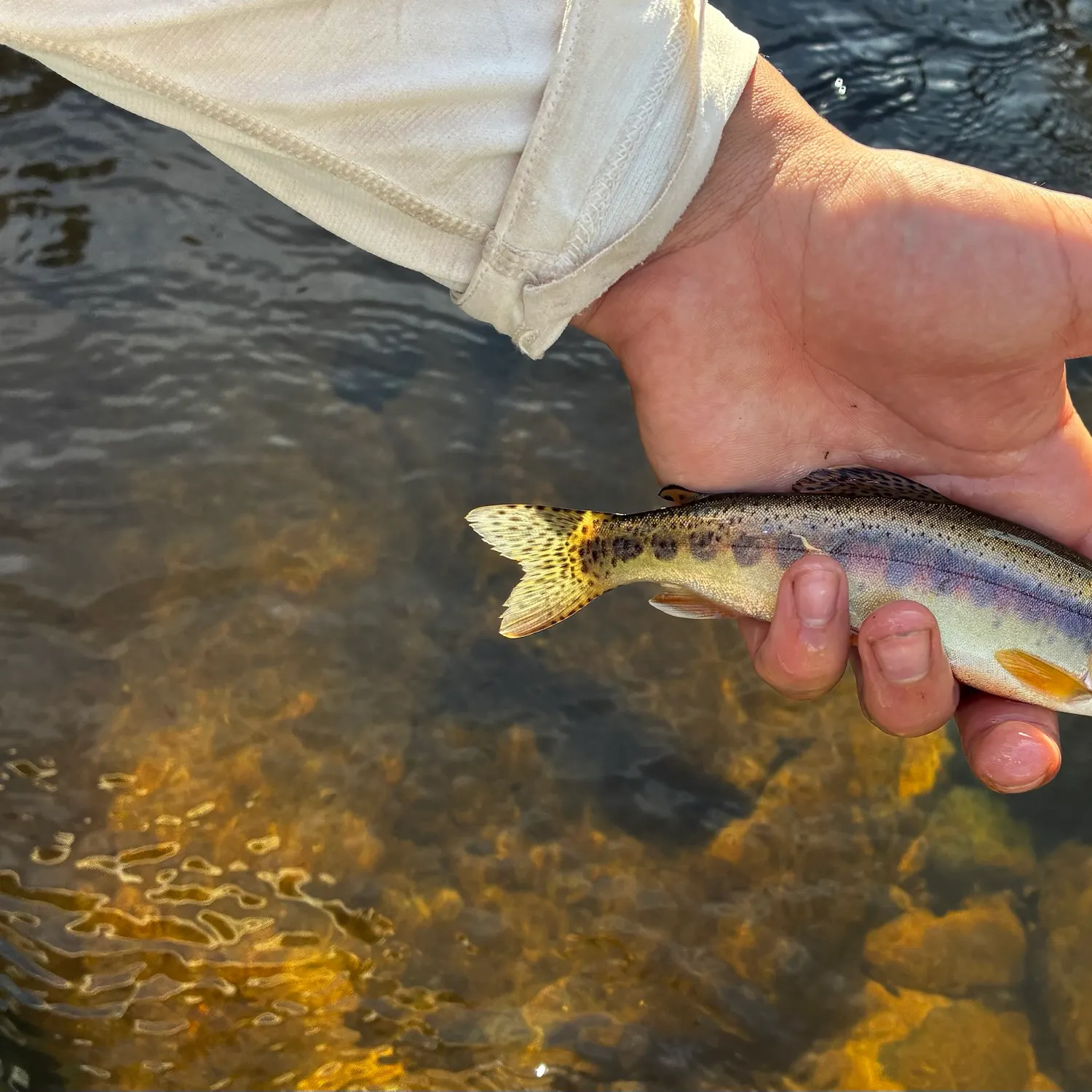 The most recent Golden trout catches on Fishbrain