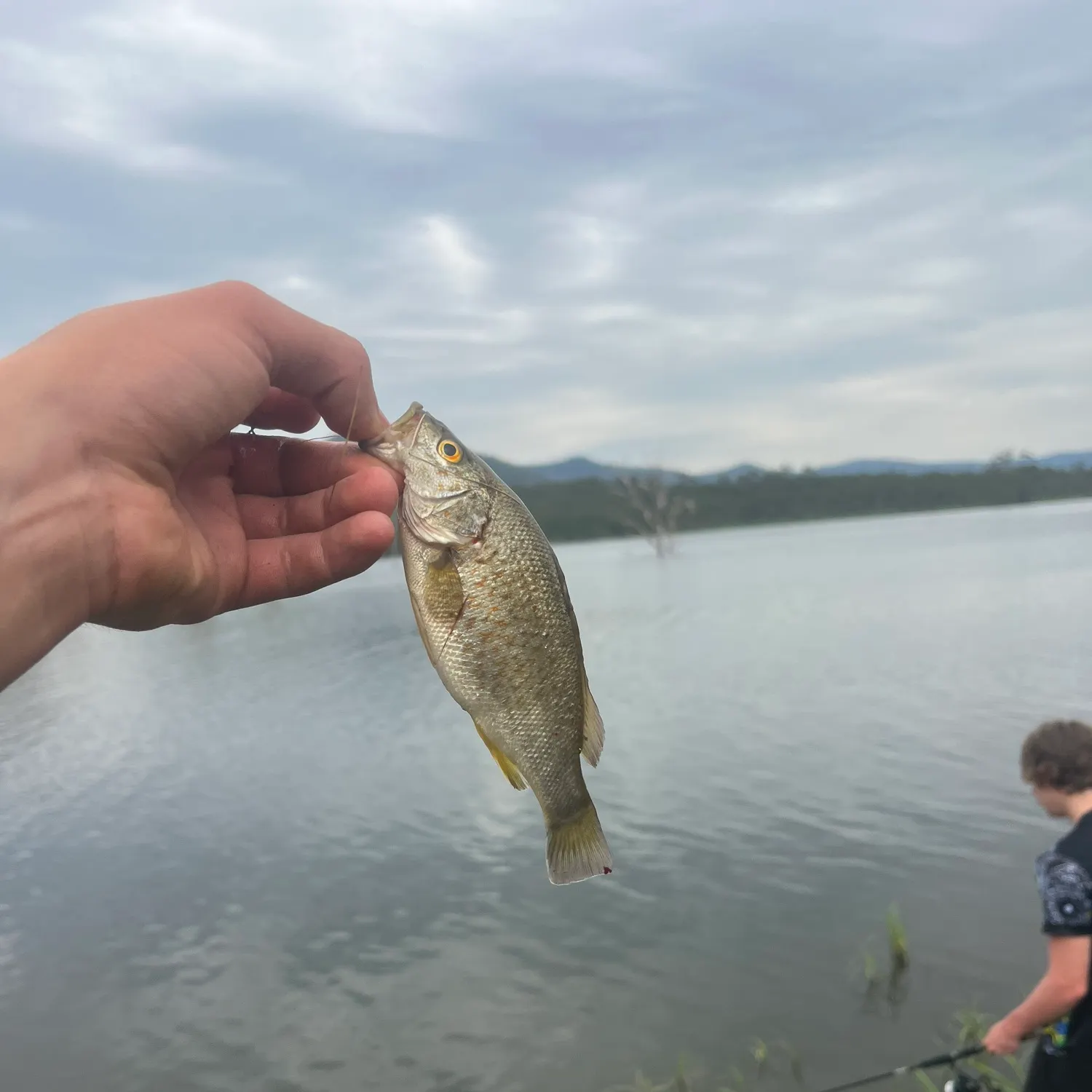 The most recent Spangled perch catches on Fishbrain