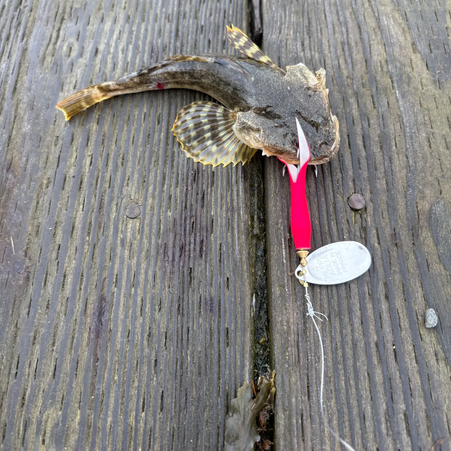 The most recent Great sculpin catches on Fishbrain