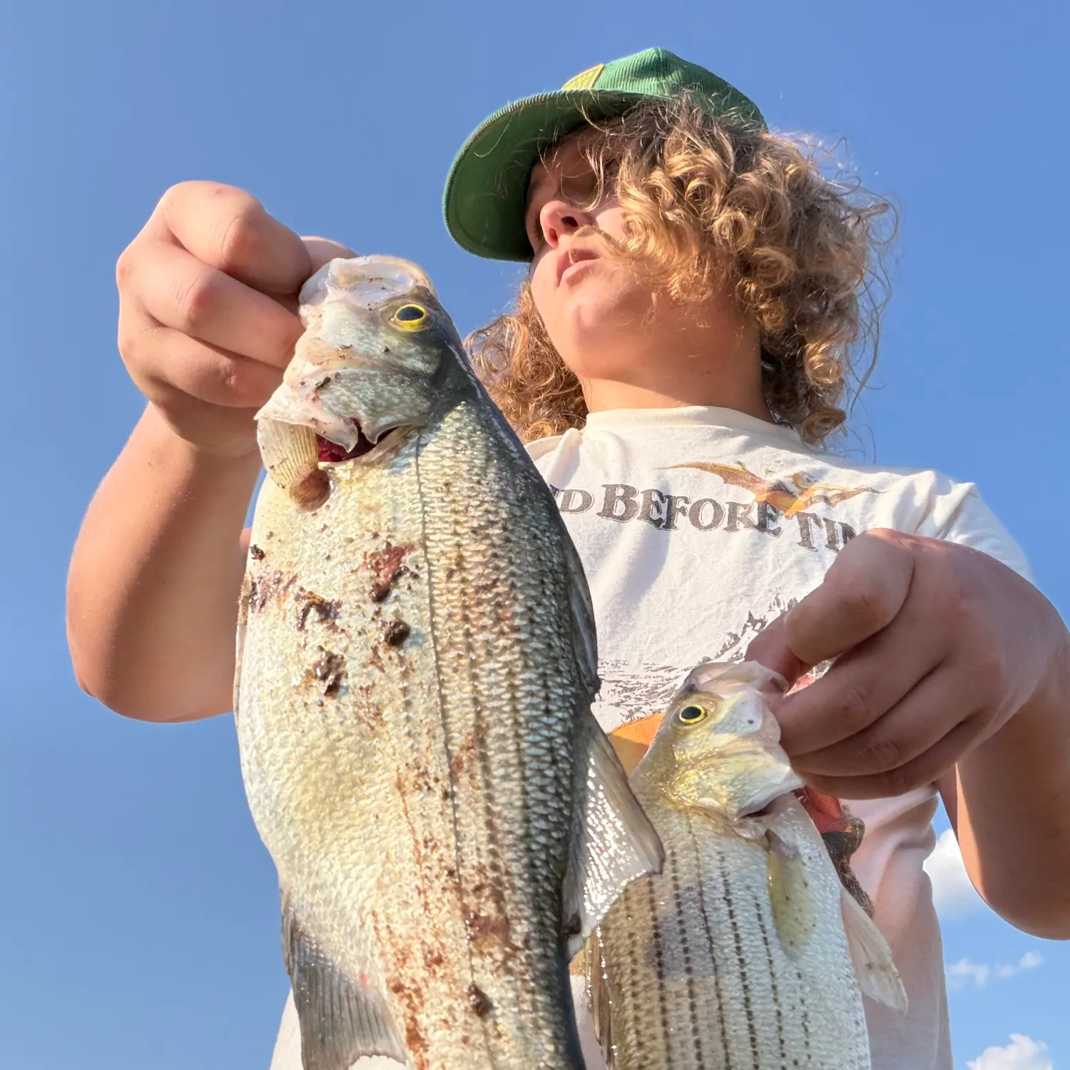 White bass caught on Fishbrain