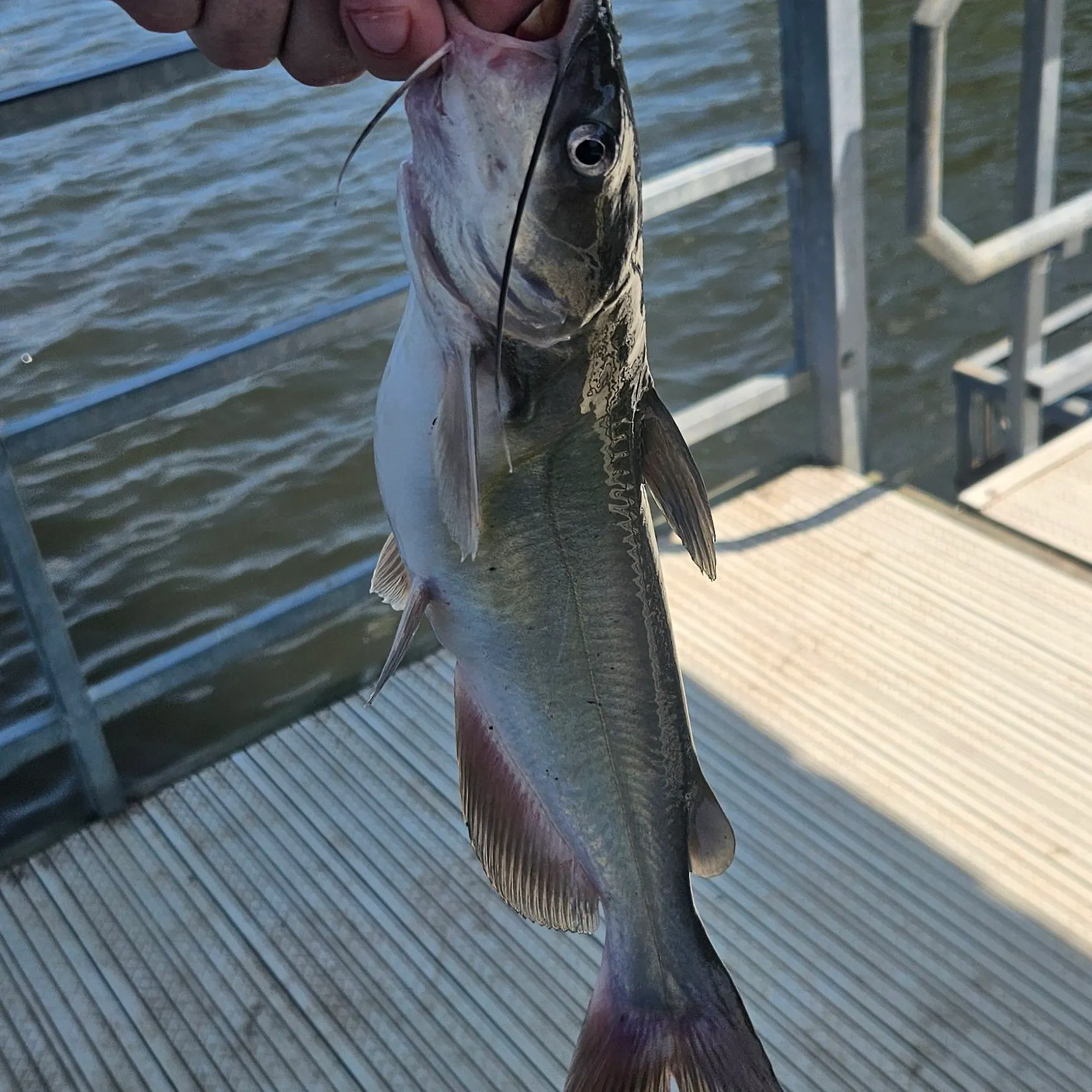 Channel catfish caught on Fishbrain