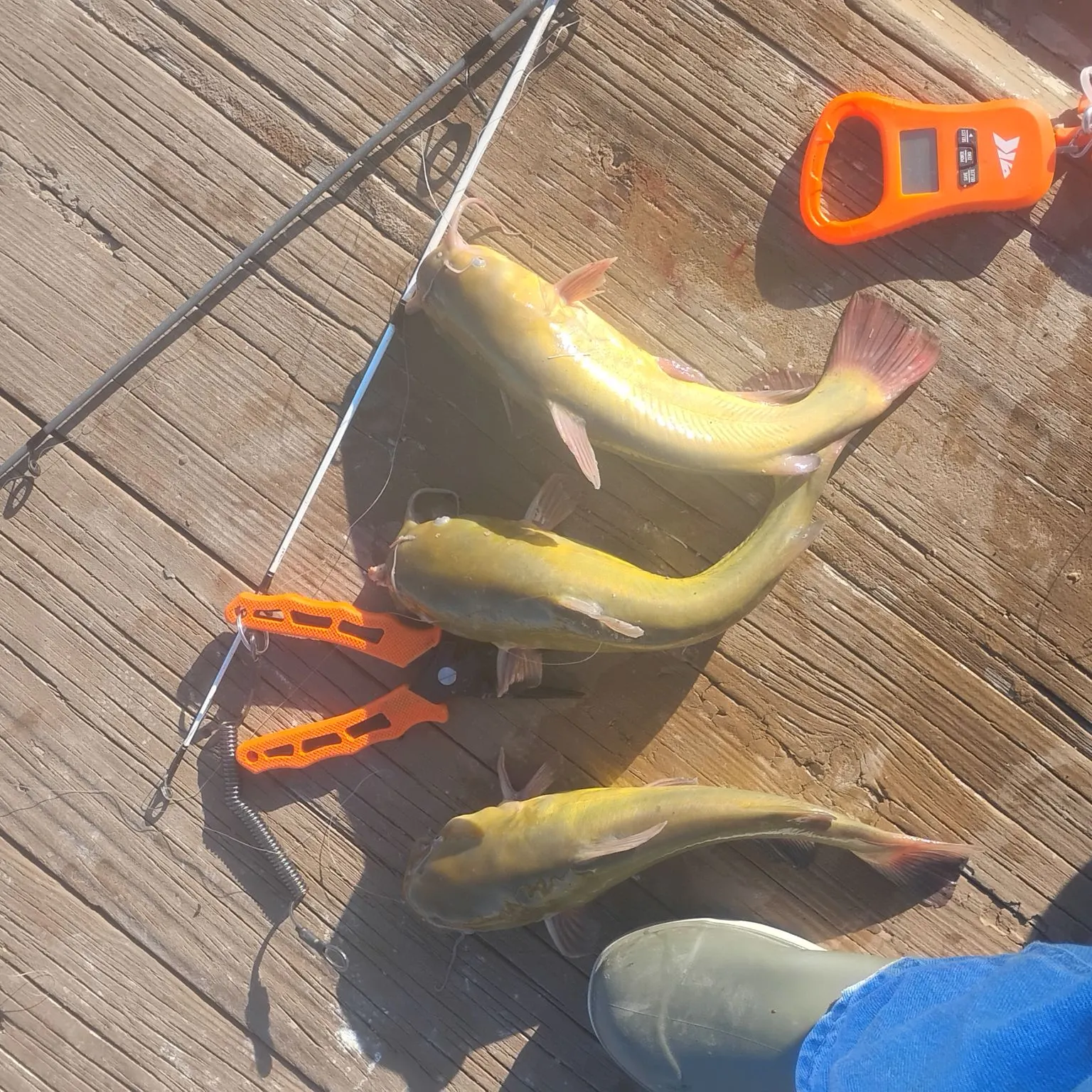 The most recent Yellow bullhead catches on Fishbrain