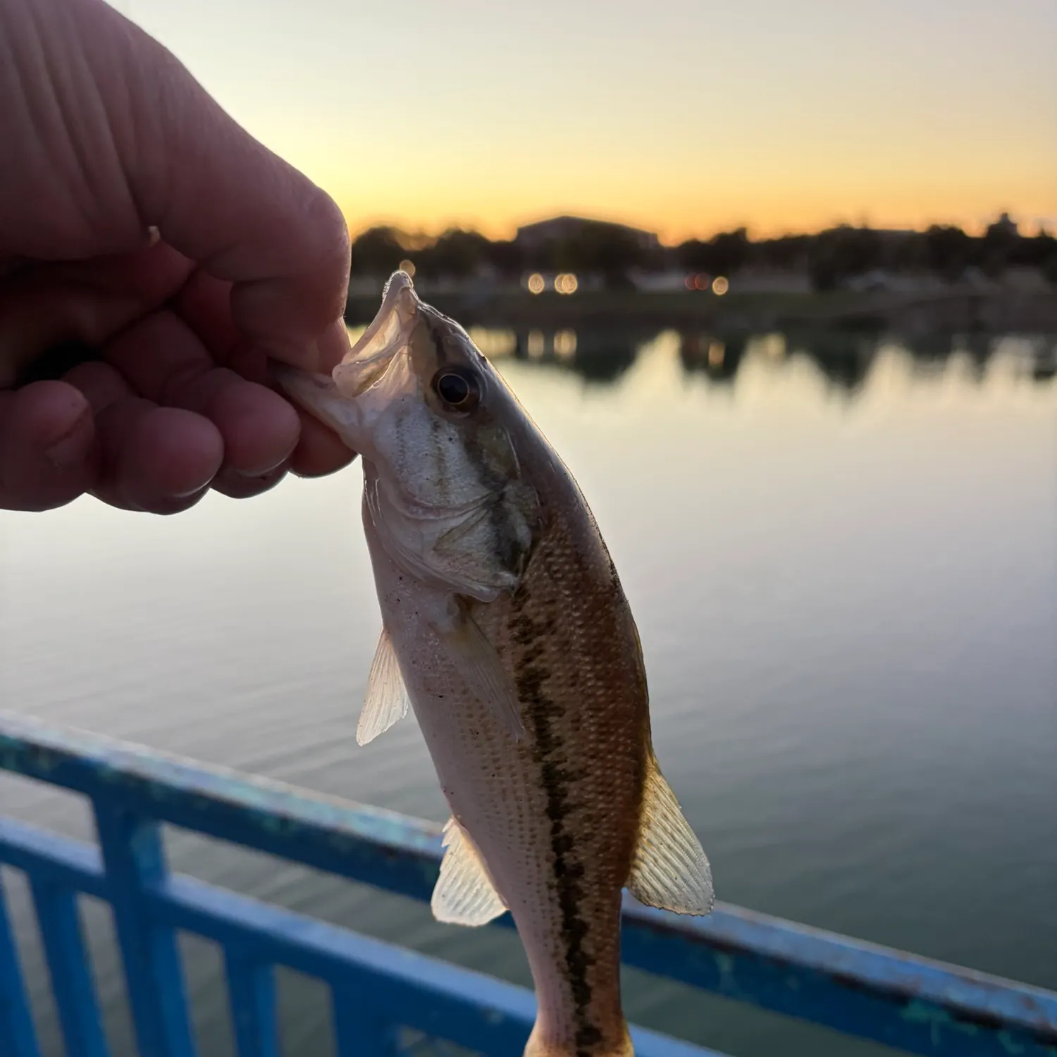 Spotted bass caught on Fishbrain