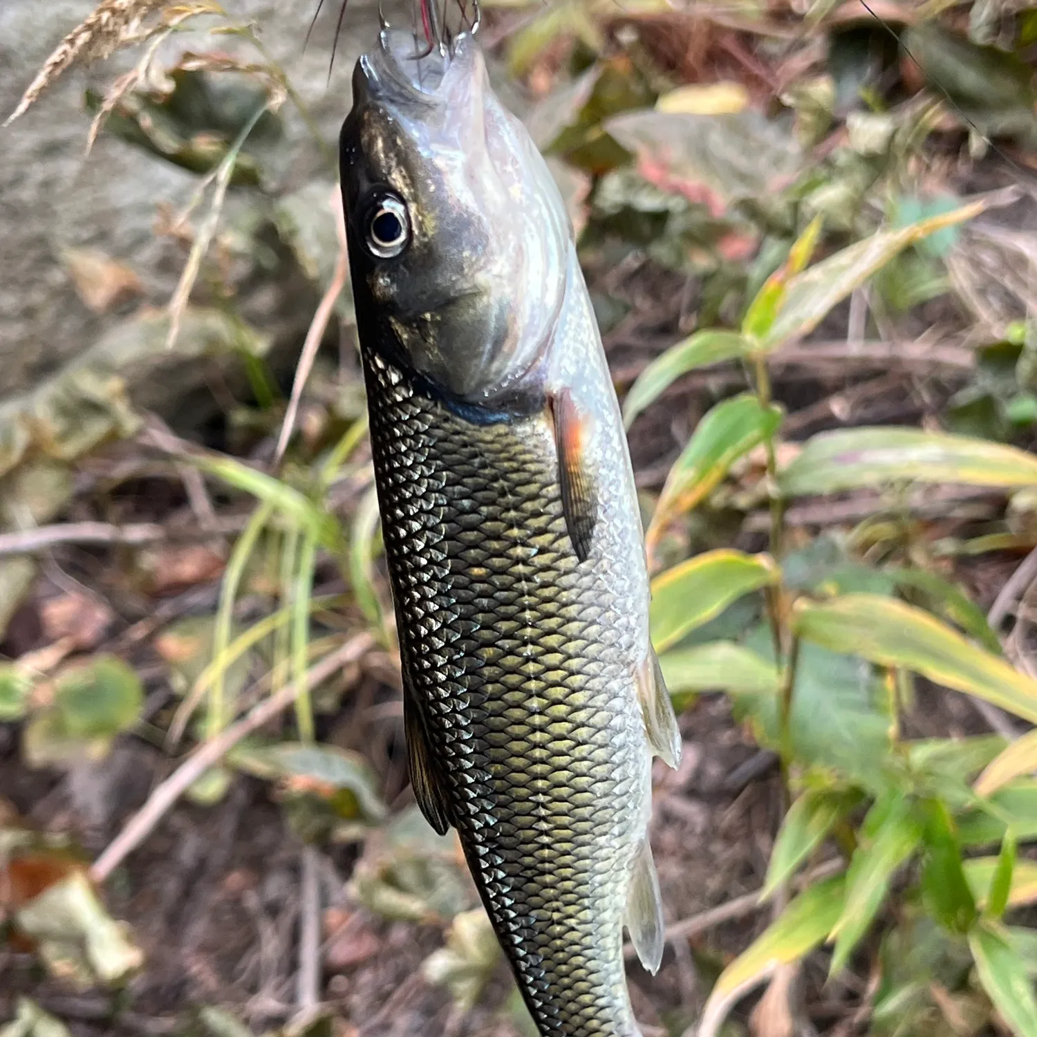 Fallfish caught on Fishbrain