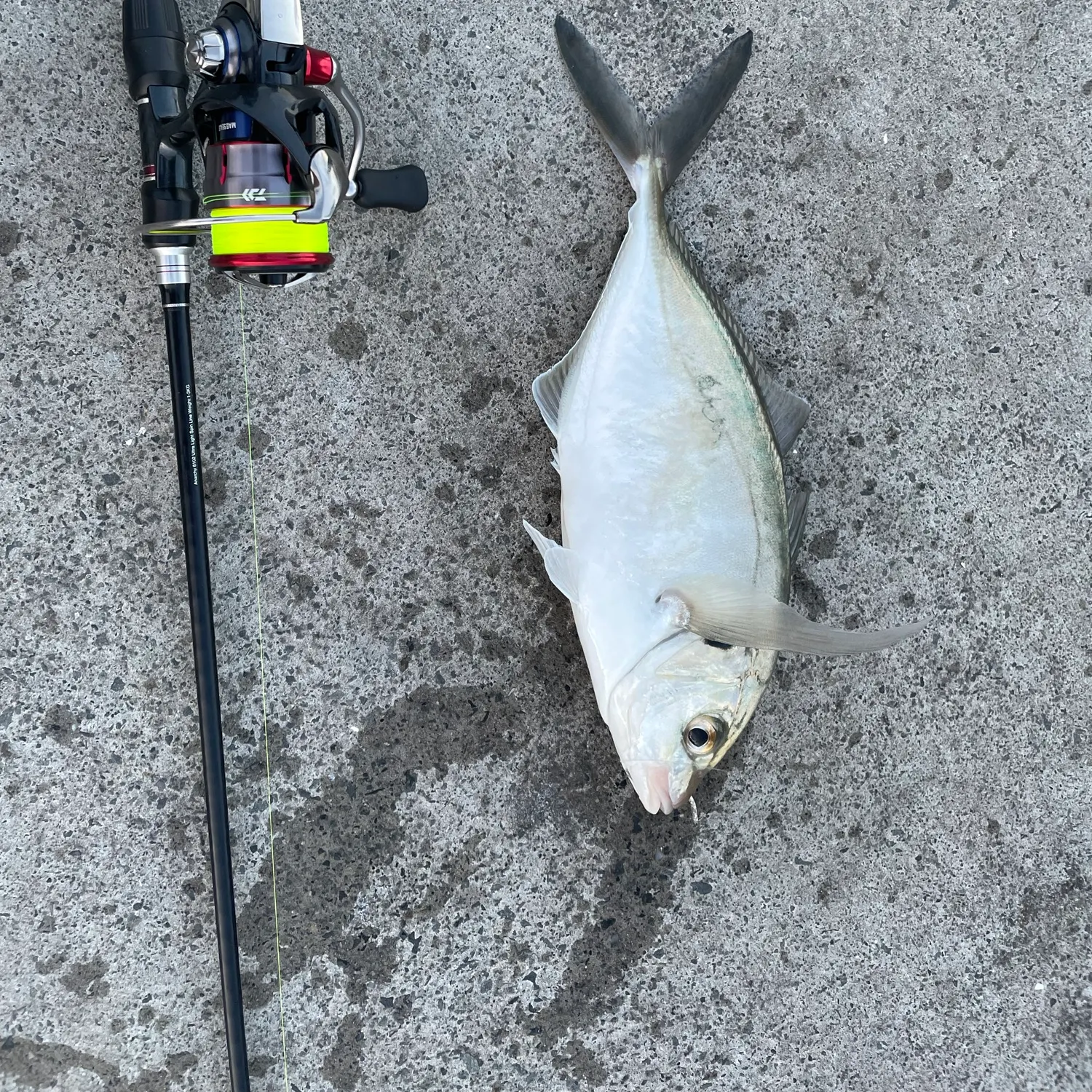 White trevally caught on Fishbrain