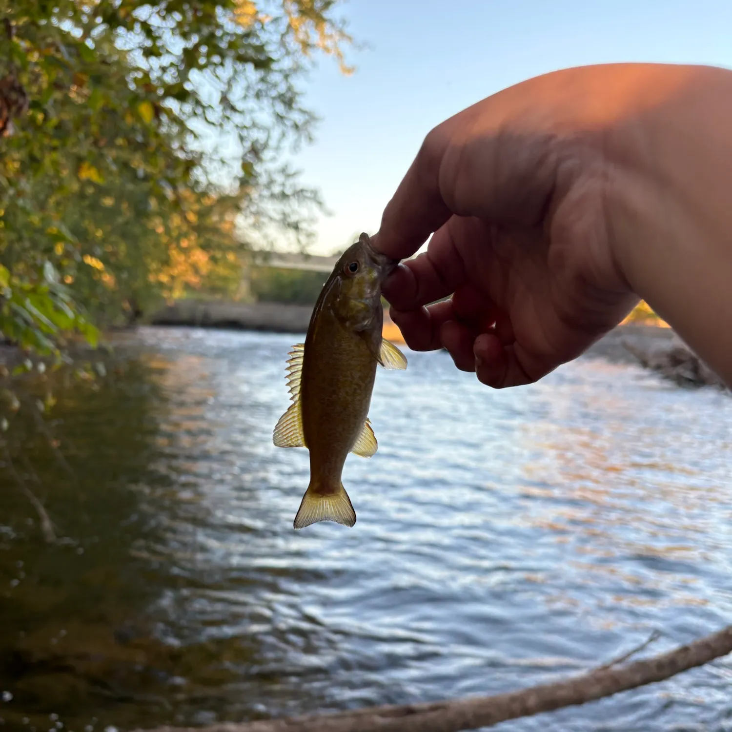 Smallmouth bass caught on Fishbrain