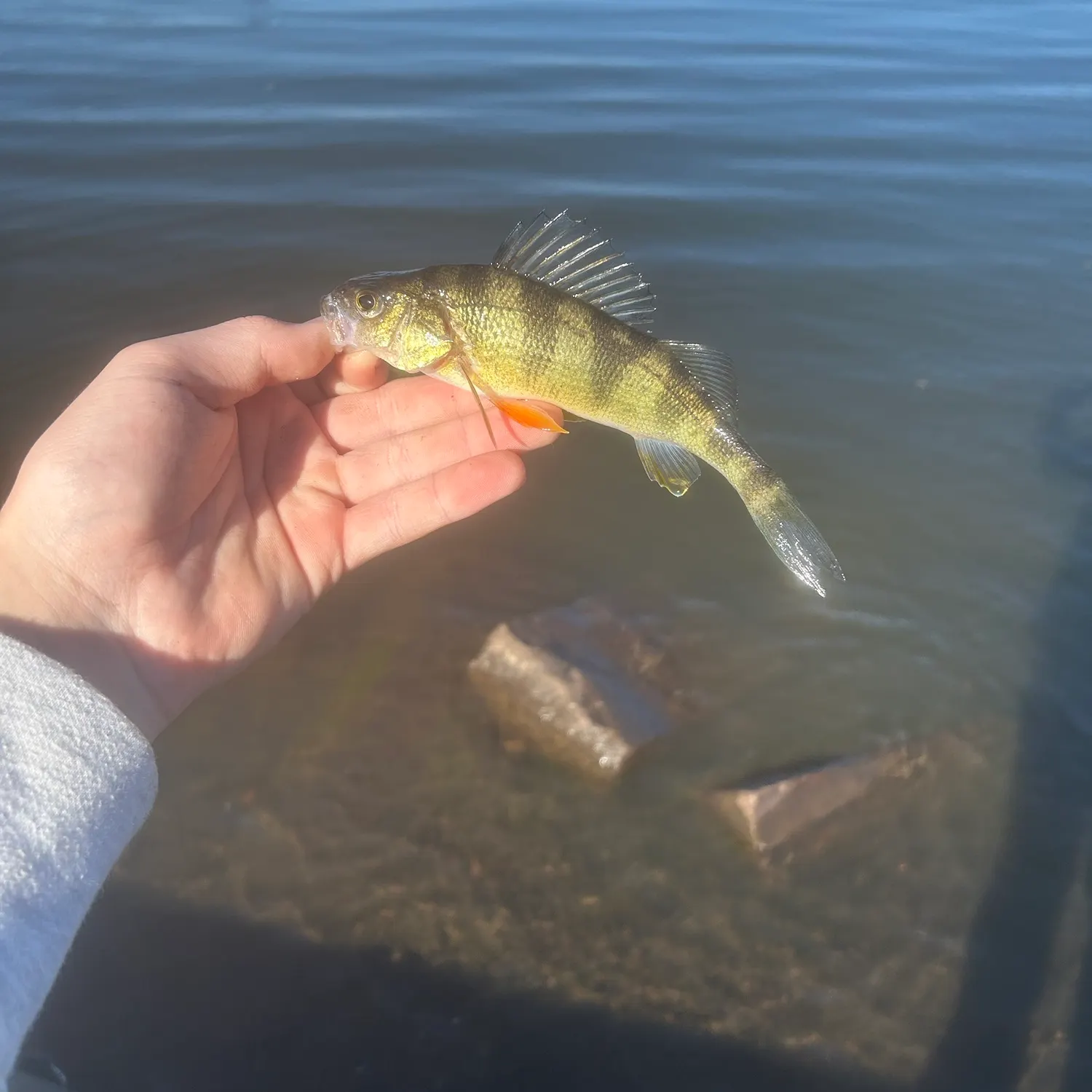 Yellow perch caught on Fishbrain