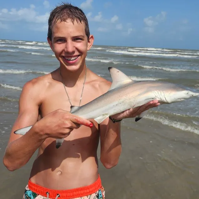 The most recent Blacktip shark catches on Fishbrain