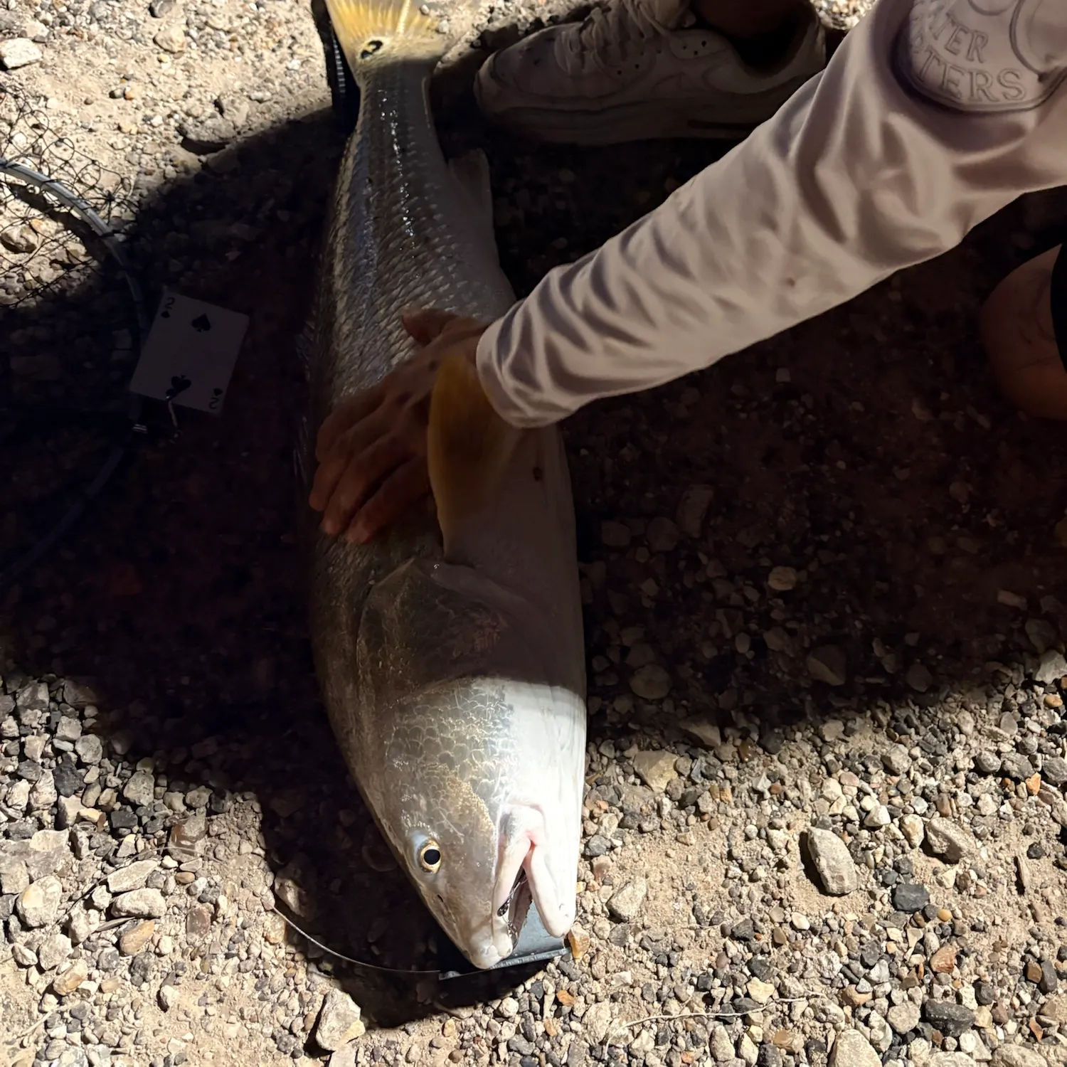 Red drum caught on Fishbrain