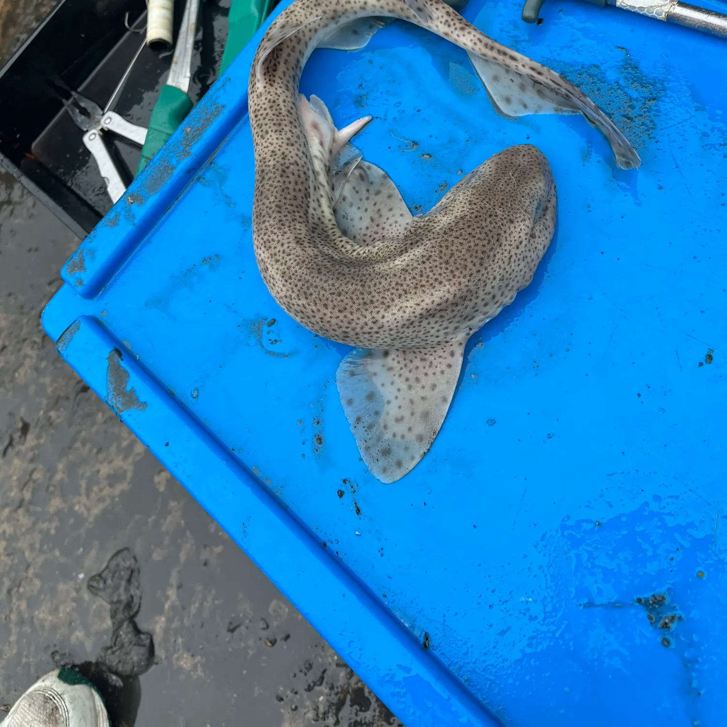 The most recent Lesser spotted dogfish catches on Fishbrain