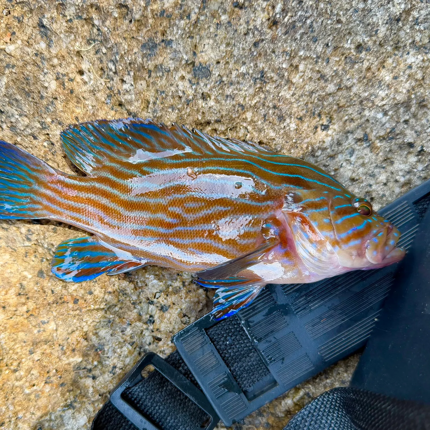 The most recent Bluelined hind catches on Fishbrain