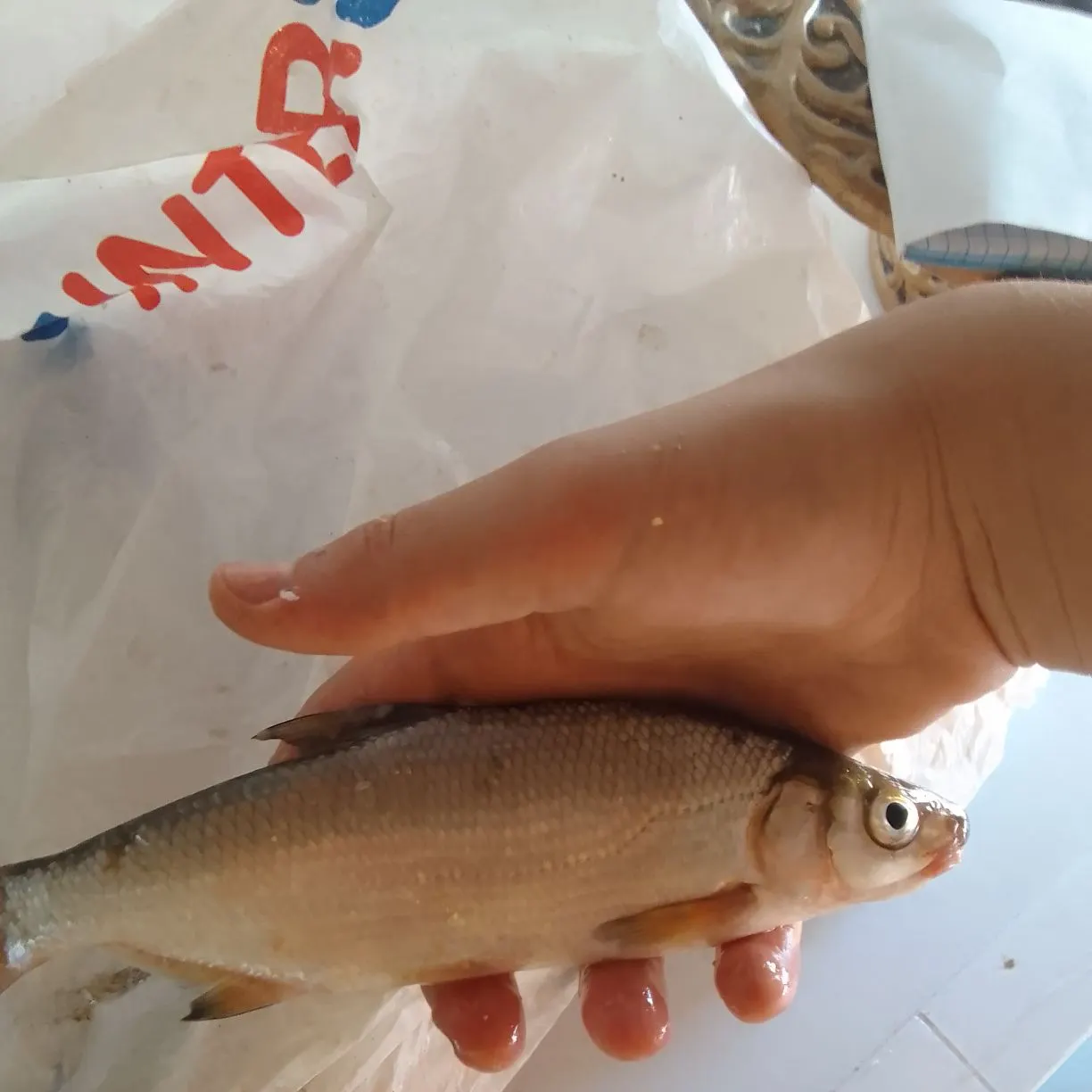 The most recent European bitterling catches on Fishbrain