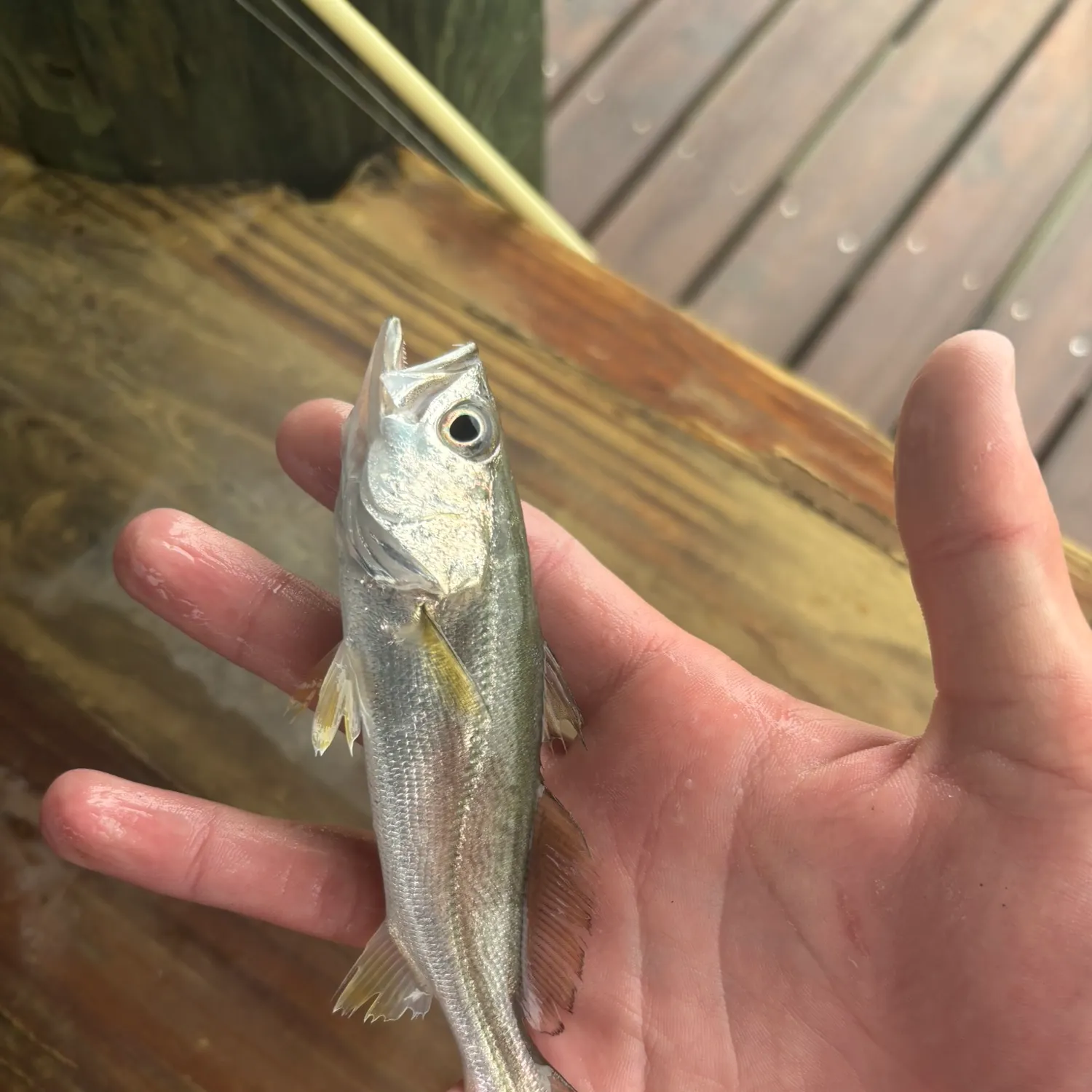 Sand seatrout caught on Fishbrain