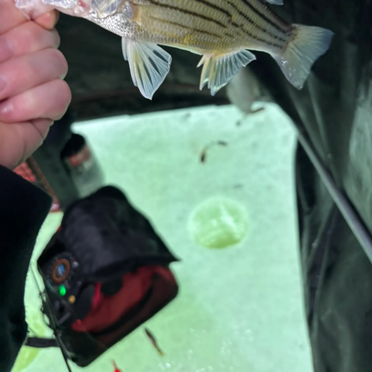 The most recent Yellow bass catches on Fishbrain