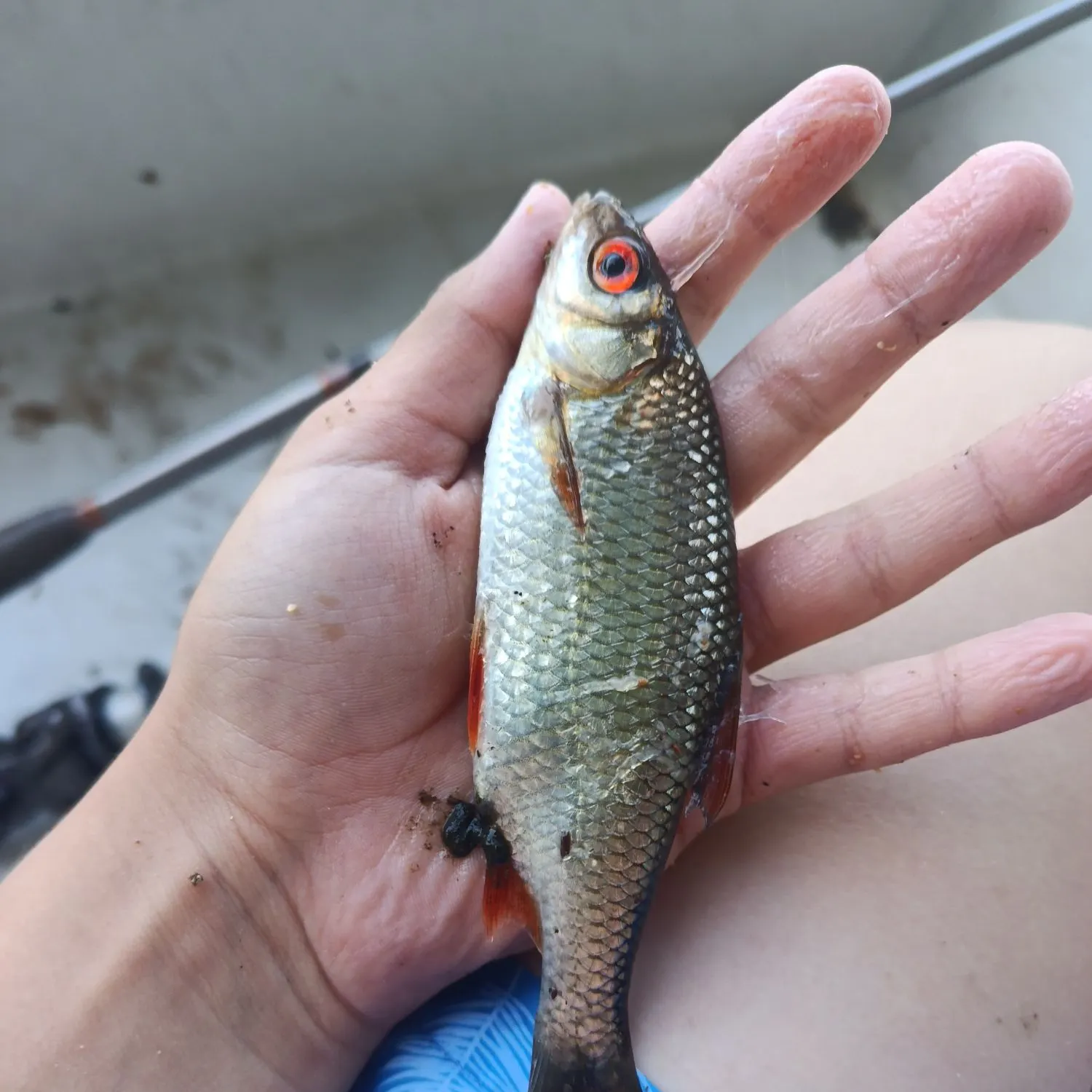 Common roach caught on Fishbrain