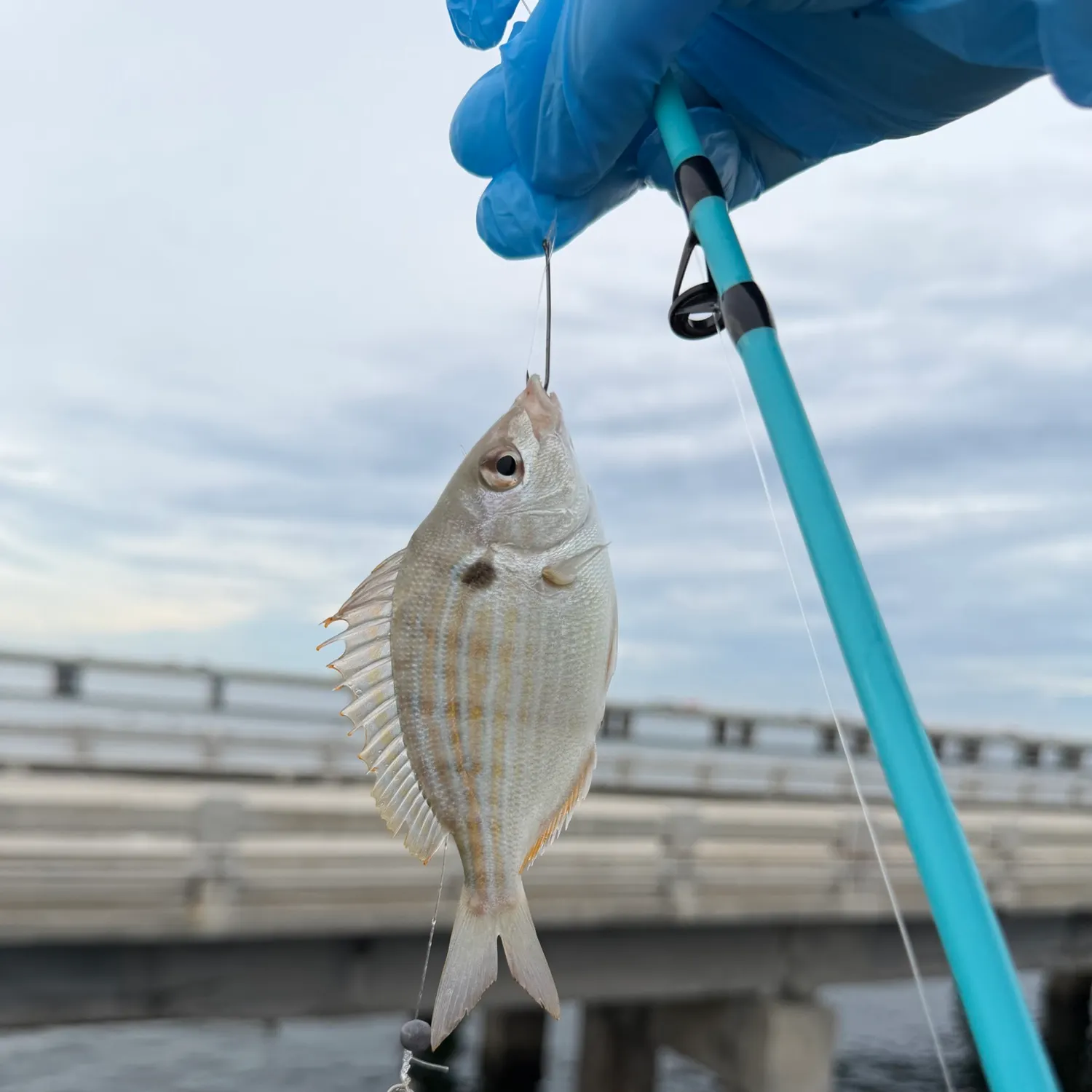 Pinfish caught on Fishbrain
