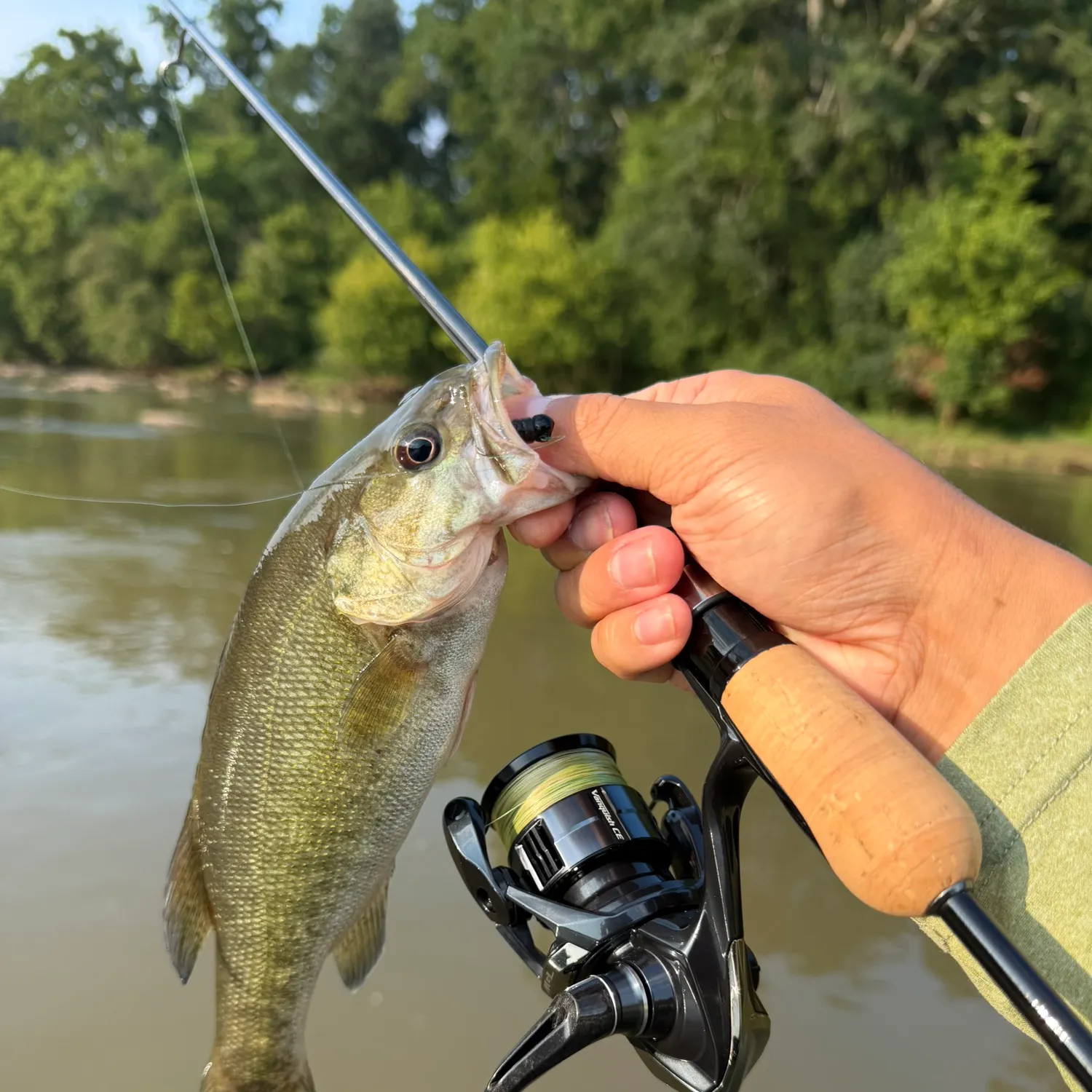 The most recent Shoal bass catches on Fishbrain