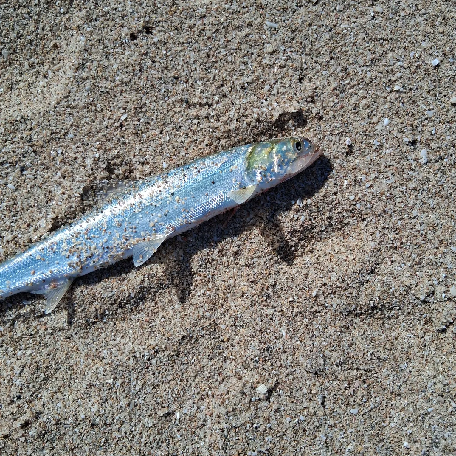 Ladyfish caught on Fishbrain